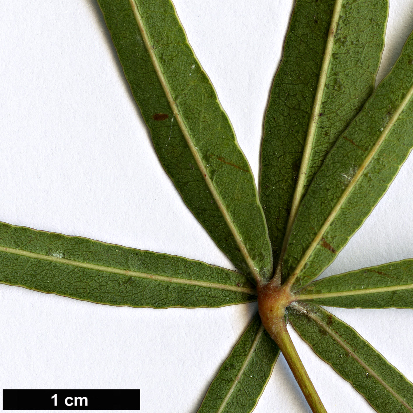 High resolution image: Family: Malvaceae - Genus: Brachychiton - Taxon: rupestris
