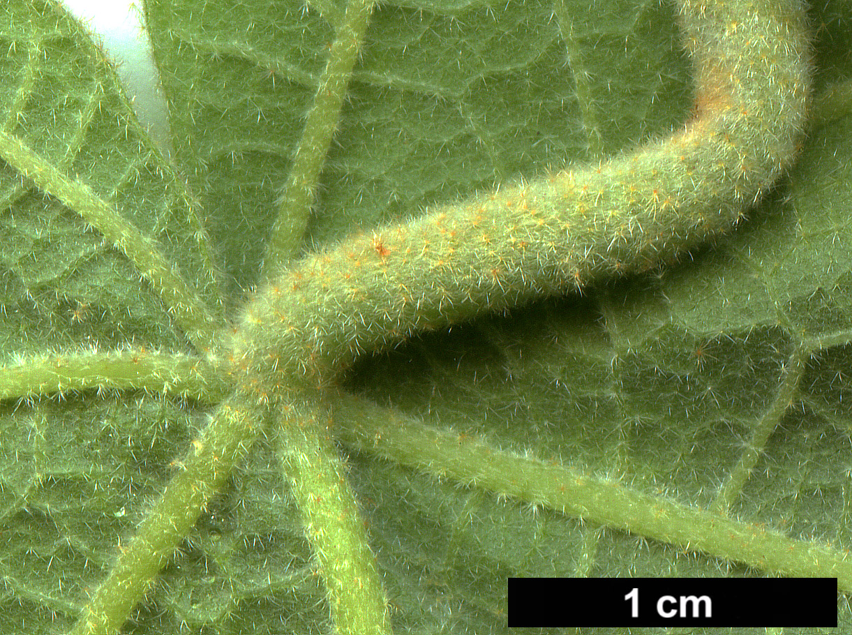 High resolution image: Family: Malvaceae - Genus: Chiranthodendron - Taxon: pentadactylon