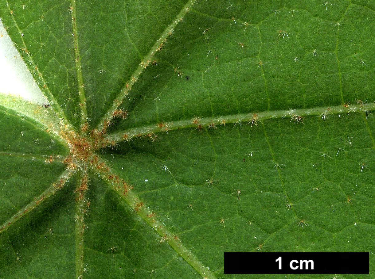 High resolution image: Family: Malvaceae - Genus: Chiranthodendron - Taxon: pentadactylon