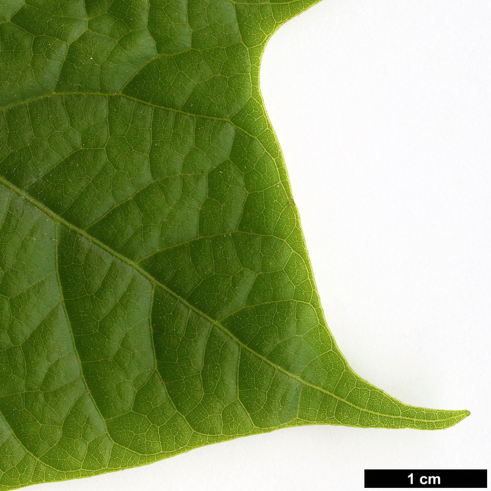 High resolution image: Family: Malvaceae - Genus: Firmiana - Taxon: simplex