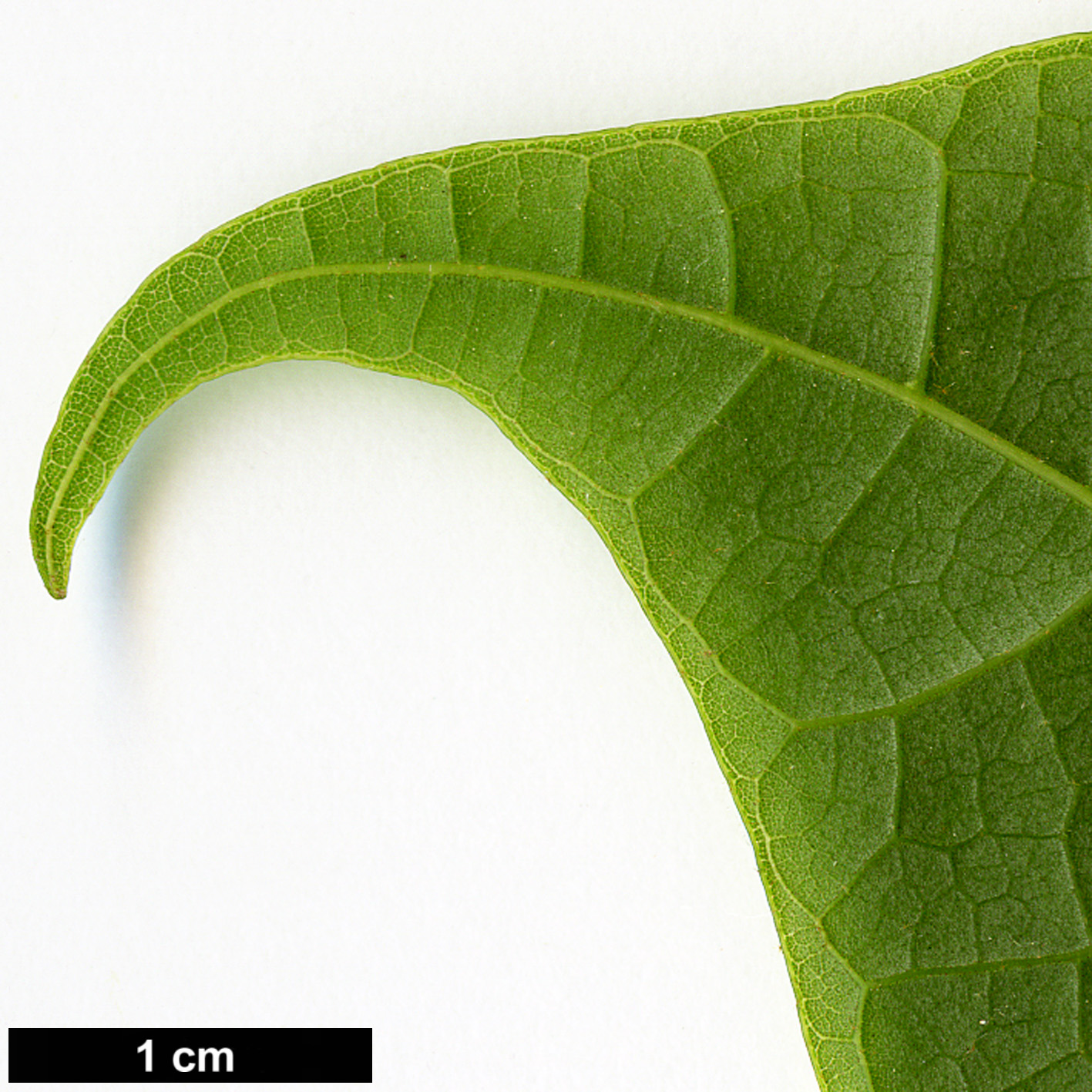 High resolution image: Family: Malvaceae - Genus: Firmiana - Taxon: simplex