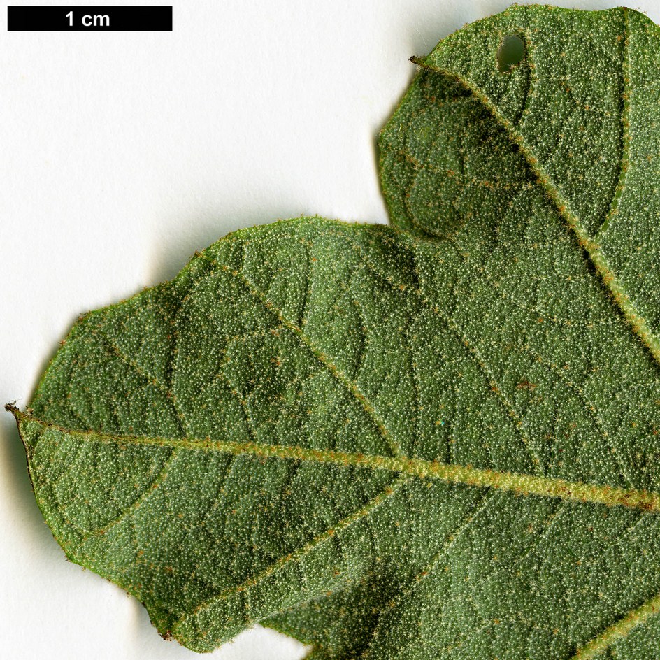High resolution image: Family: Malvaceae - Genus: Fremontodendron - Taxon: californicum