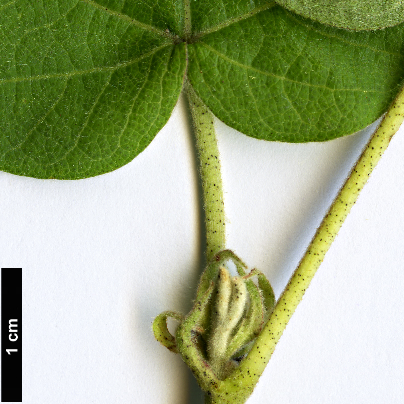 High resolution image: Family: Malvaceae - Genus: Gossypium - Taxon: herbaceum