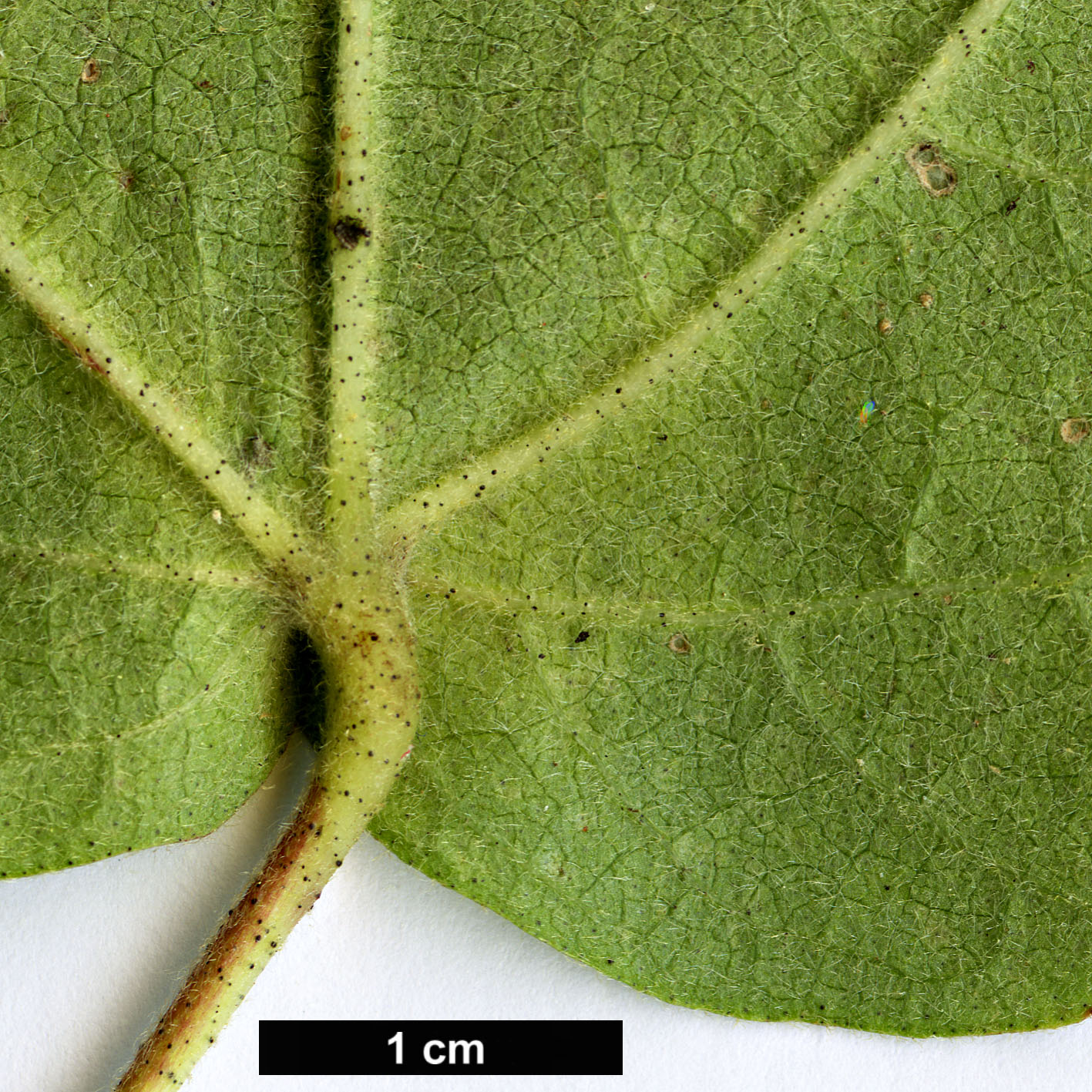 High resolution image: Family: Malvaceae - Genus: Gossypium - Taxon: herbaceum