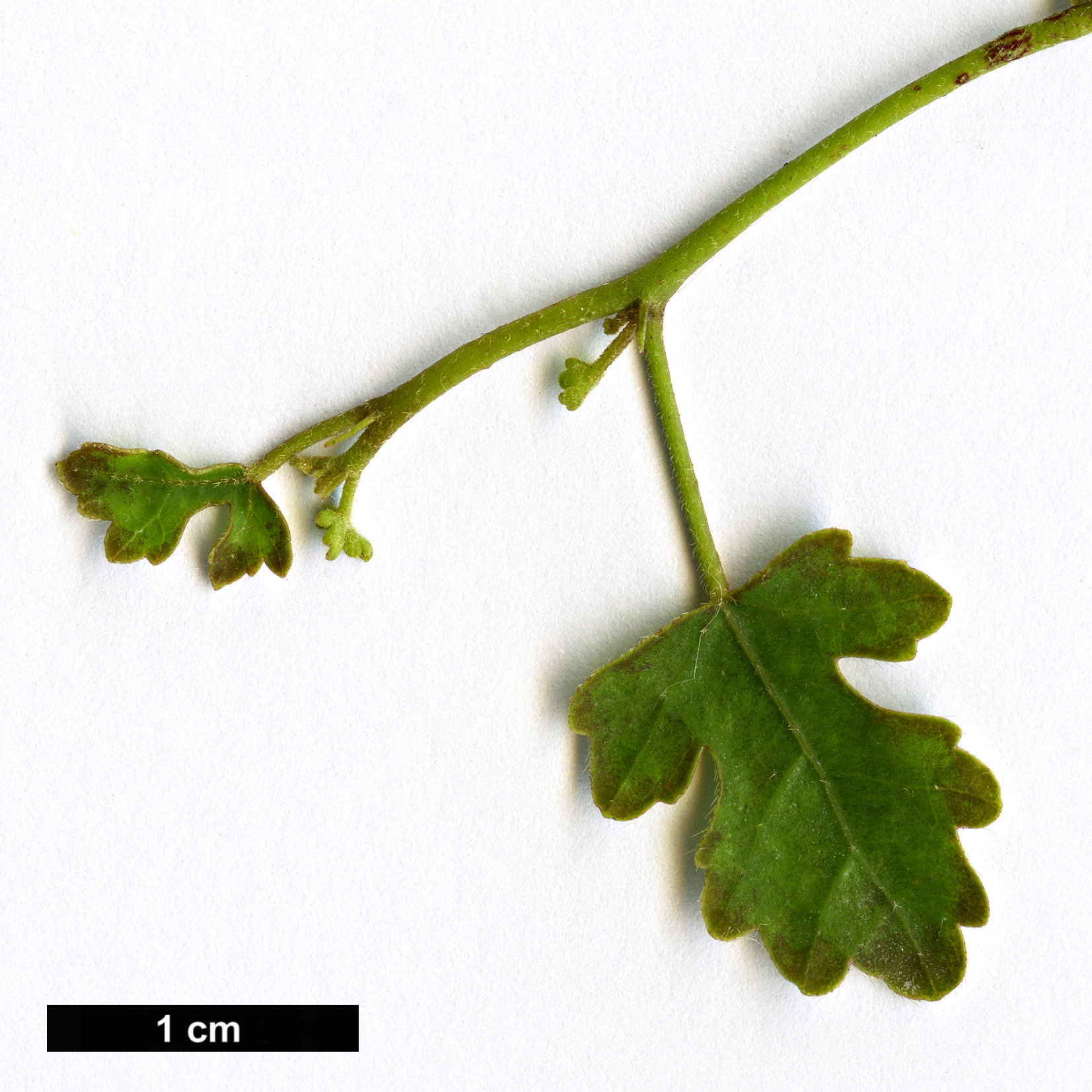 High resolution image: Family: Malvaceae - Genus: Hibiscus - Taxon: insularis