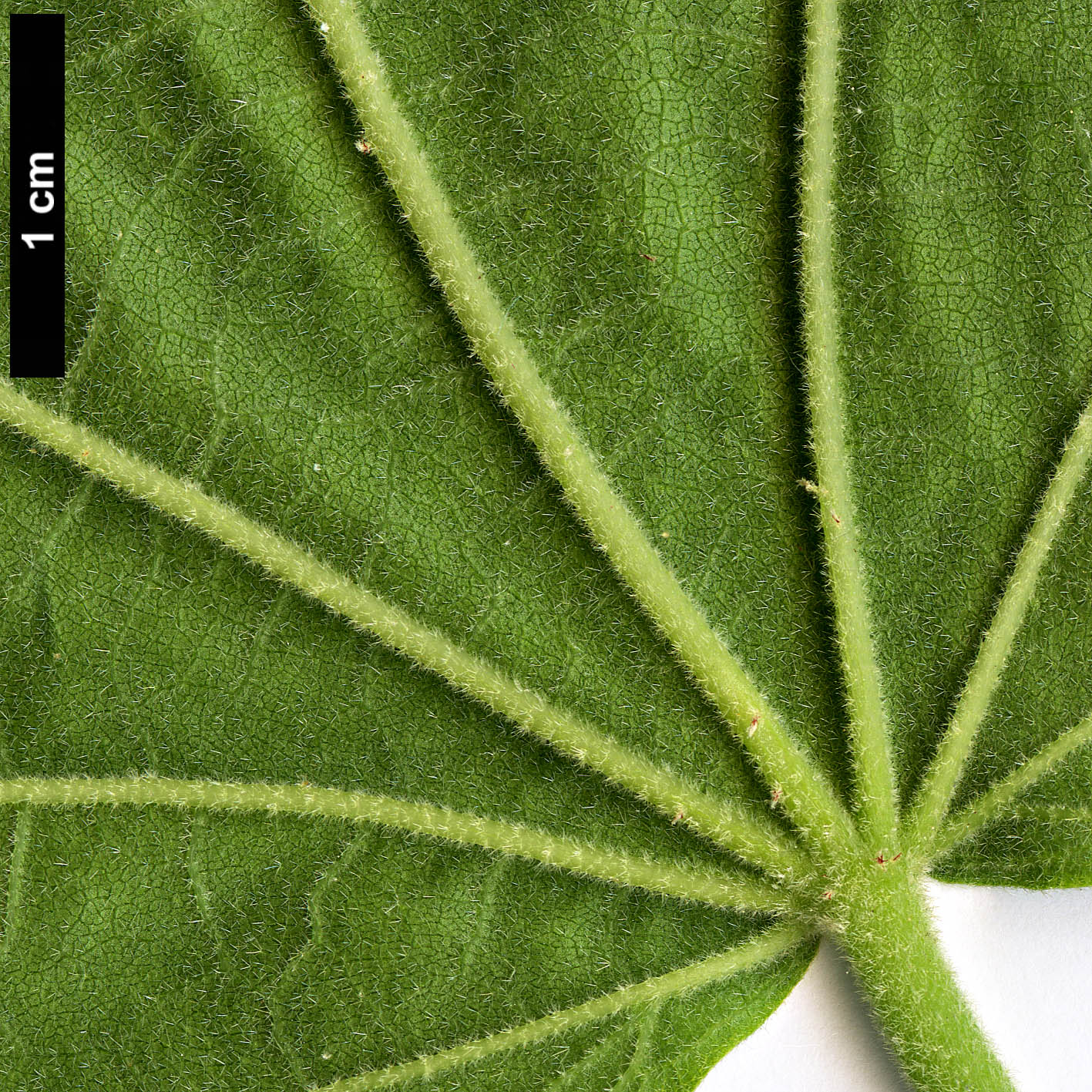 High resolution image: Family: Malvaceae - Genus: Hibiscus - Taxon: paramutabilis