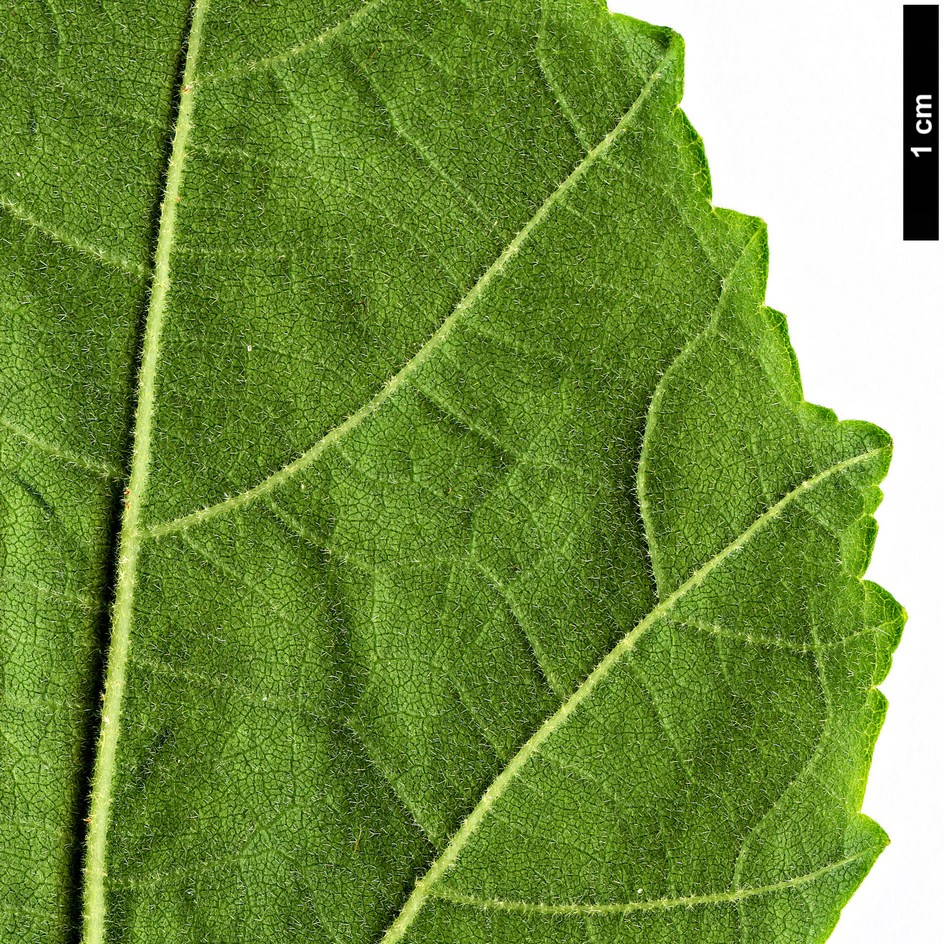 High resolution image: Family: Malvaceae - Genus: Hibiscus - Taxon: paramutabilis