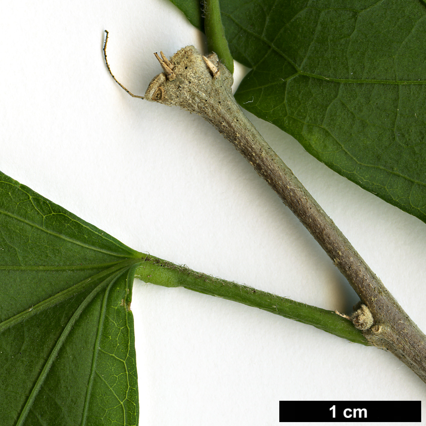 High resolution image: Family: Malvaceae - Genus: Hibiscus - Taxon: syriacus