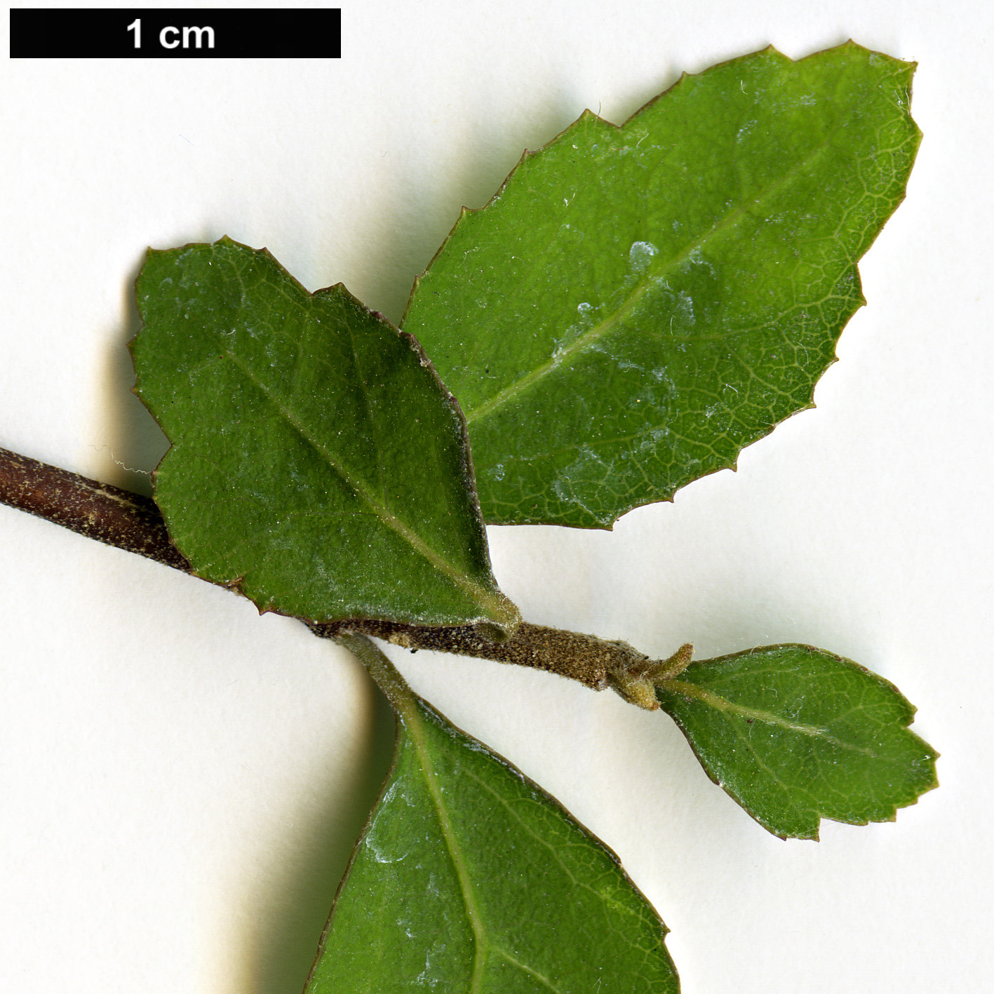 High resolution image: Family: Malvaceae - Genus: Hoheria - Taxon: angustifolia