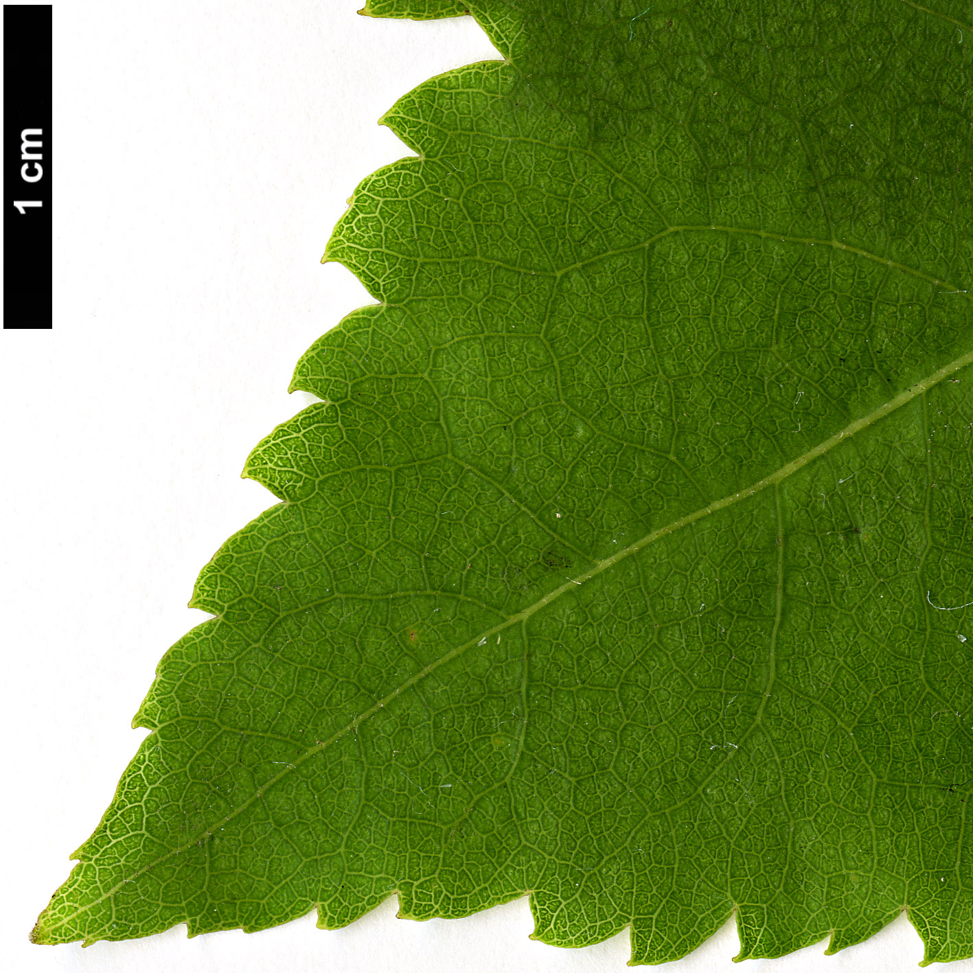 High resolution image: Family: Malvaceae - Genus: Hoheria - Taxon: lyalii