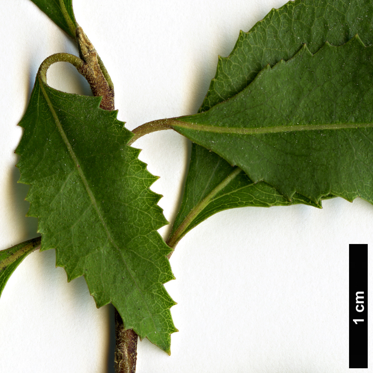High resolution image: Family: Malvaceae - Genus: Hoheria - Taxon: sextylosa