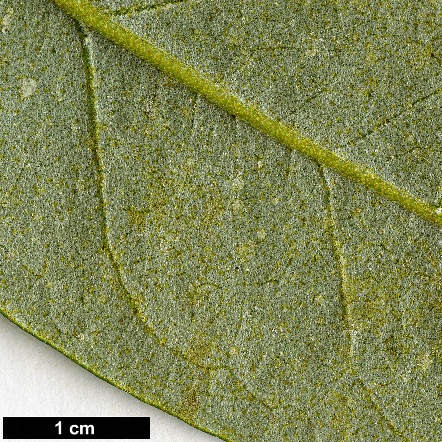 High resolution image: Family: Malvaceae - Genus: Lagunaria - Taxon: patersonii