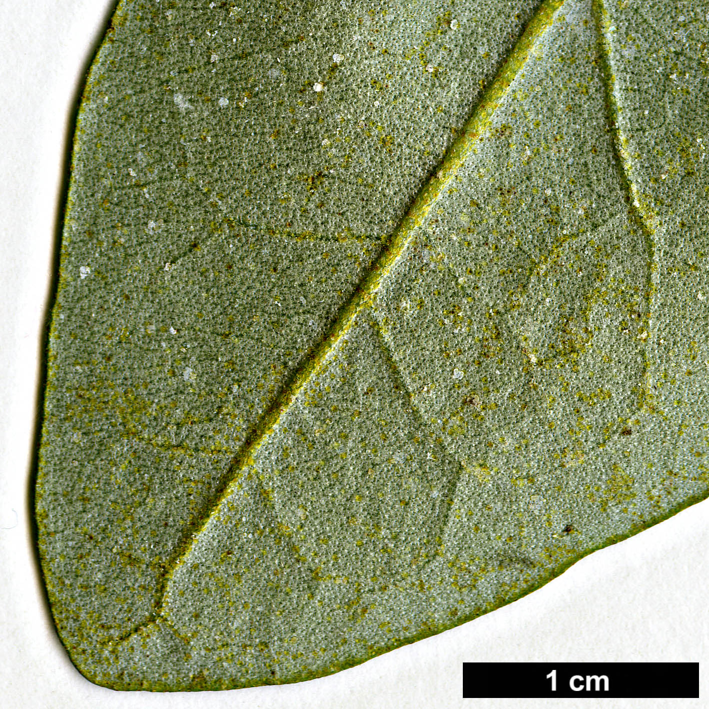 High resolution image: Family: Malvaceae - Genus: Lagunaria - Taxon: patersonii