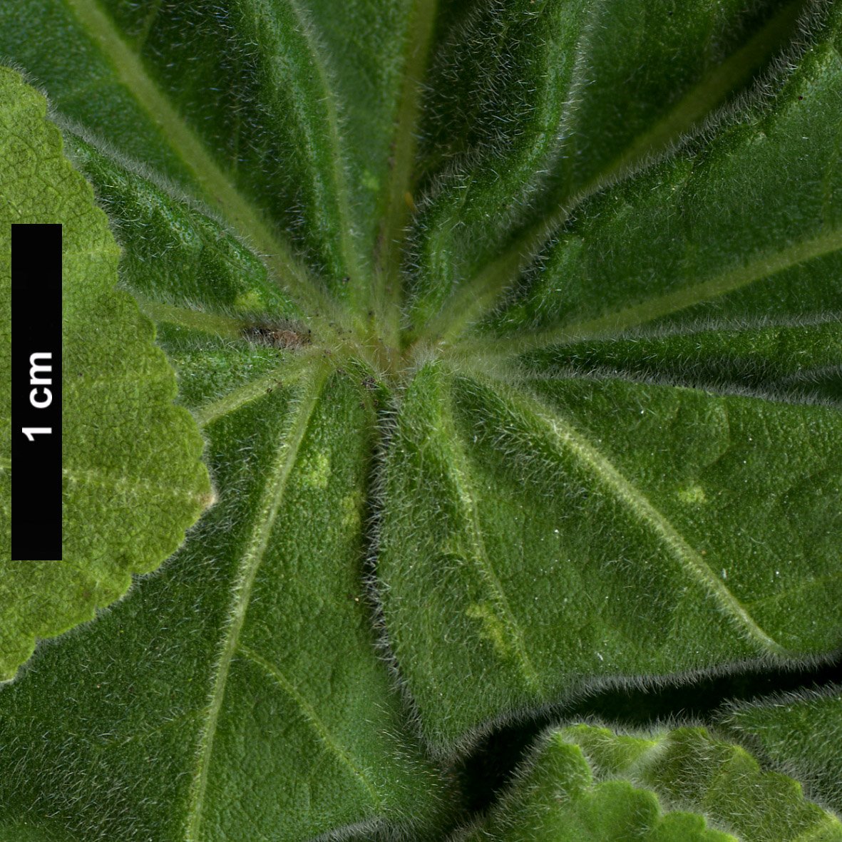 High resolution image: Family: Malvaceae - Genus: Malva - Taxon: arborea