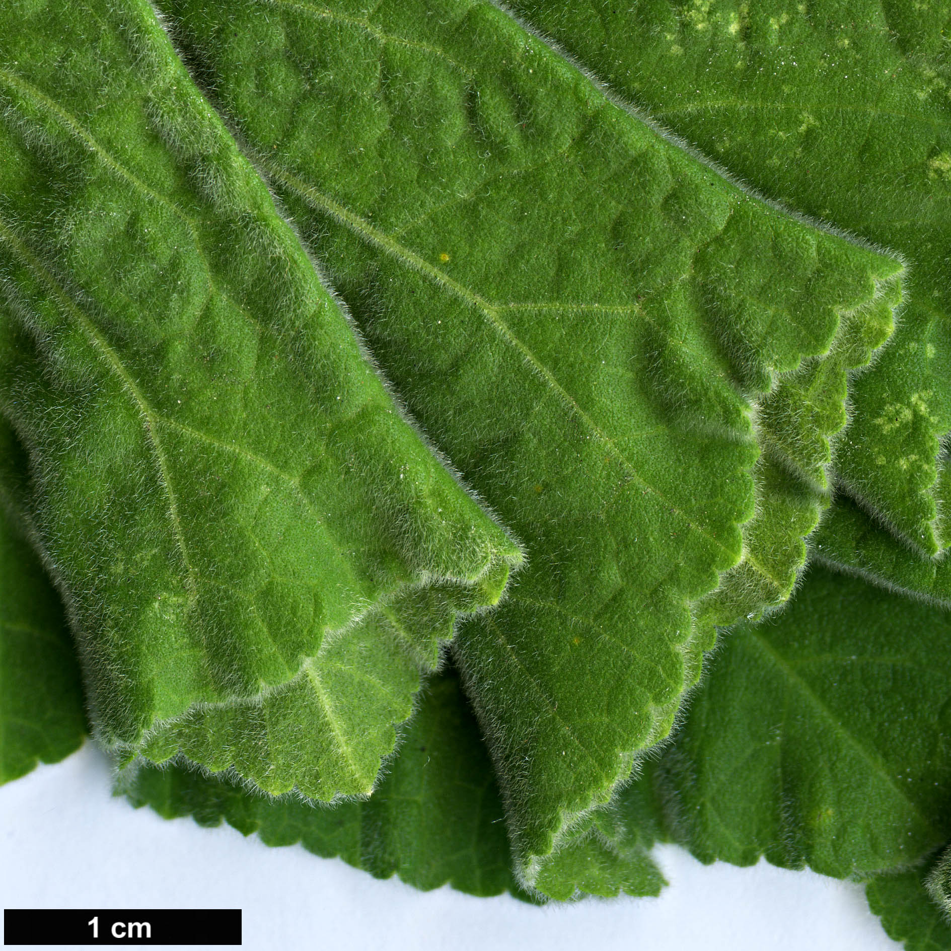 High resolution image: Family: Malvaceae - Genus: Malva - Taxon: arborea