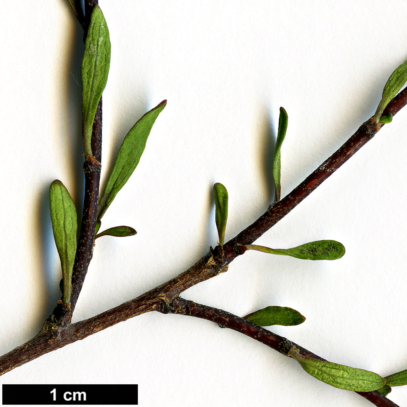 High resolution image: Family: Malvaceae - Genus: Plagianthus - Taxon: divaricatus