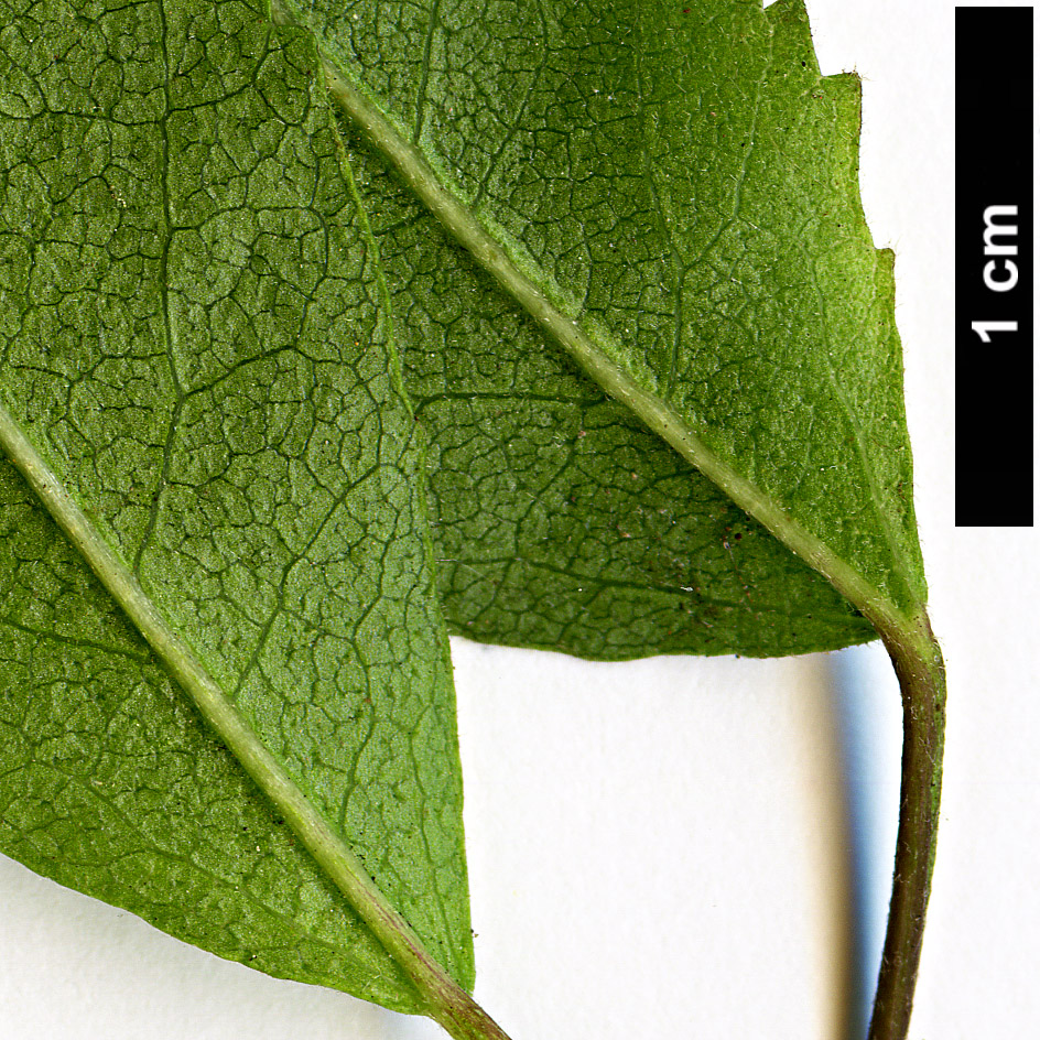 High resolution image: Family: Malvaceae - Genus: Plagianthus - Taxon: regius