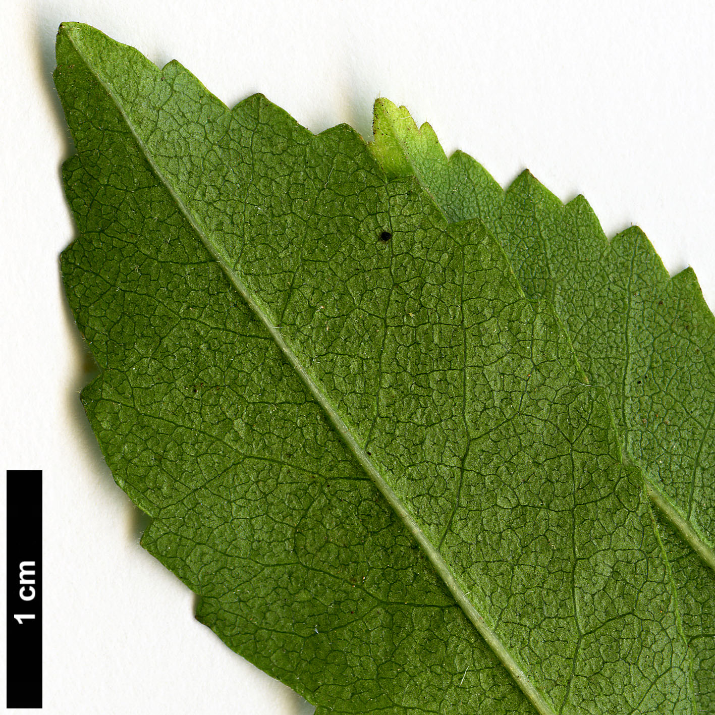 High resolution image: Family: Malvaceae - Genus: Plagianthus - Taxon: regius