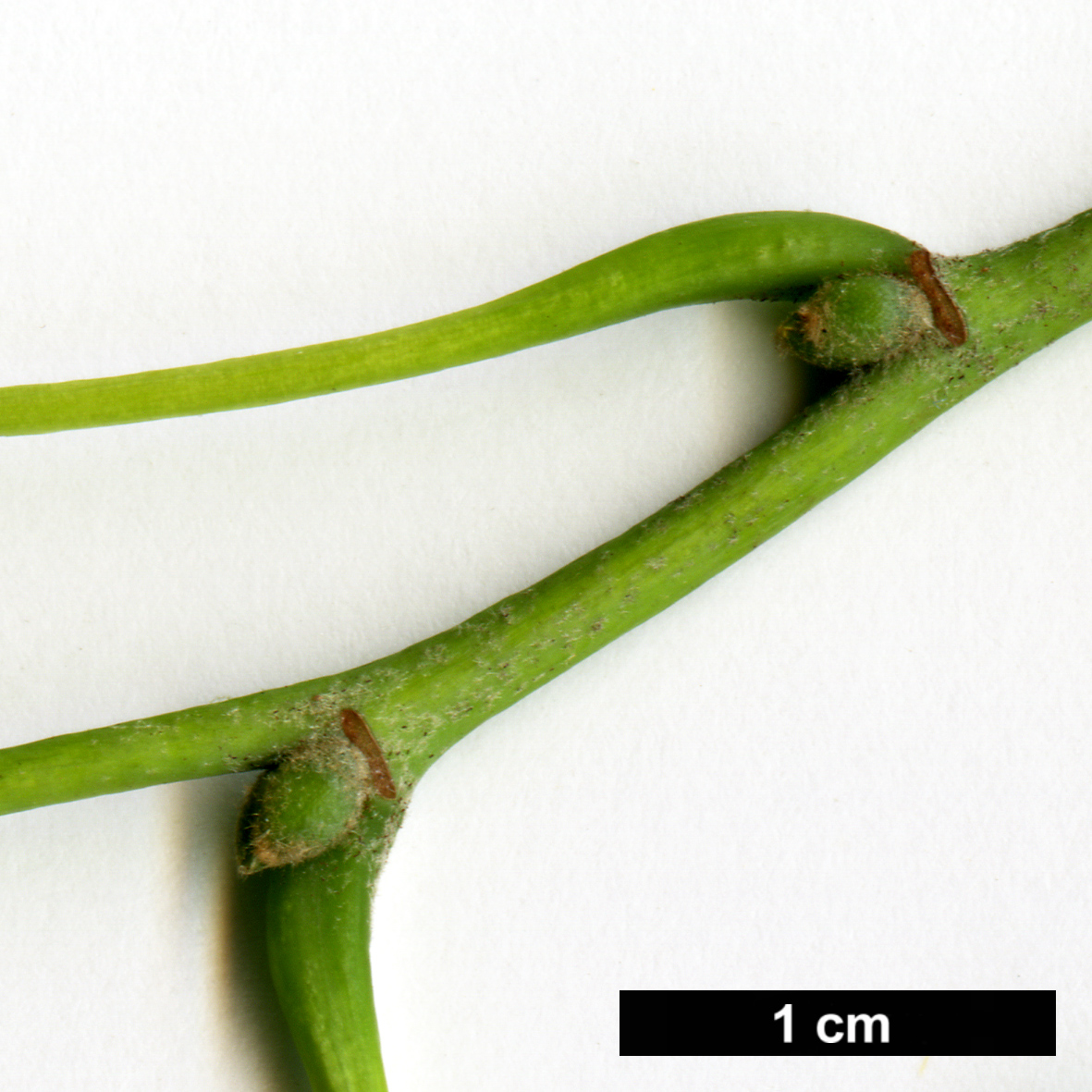 High resolution image: Family: Malvaceae - Genus: Tilia - Taxon: 'Varsaviensis'