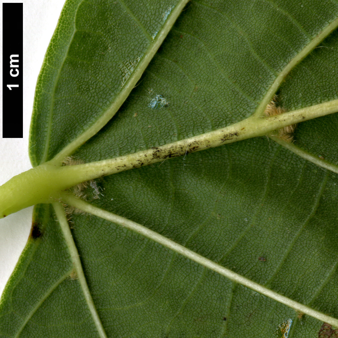 High resolution image: Family: Malvaceae - Genus: Tilia - Taxon: americana - SpeciesSub: 'Redmond'