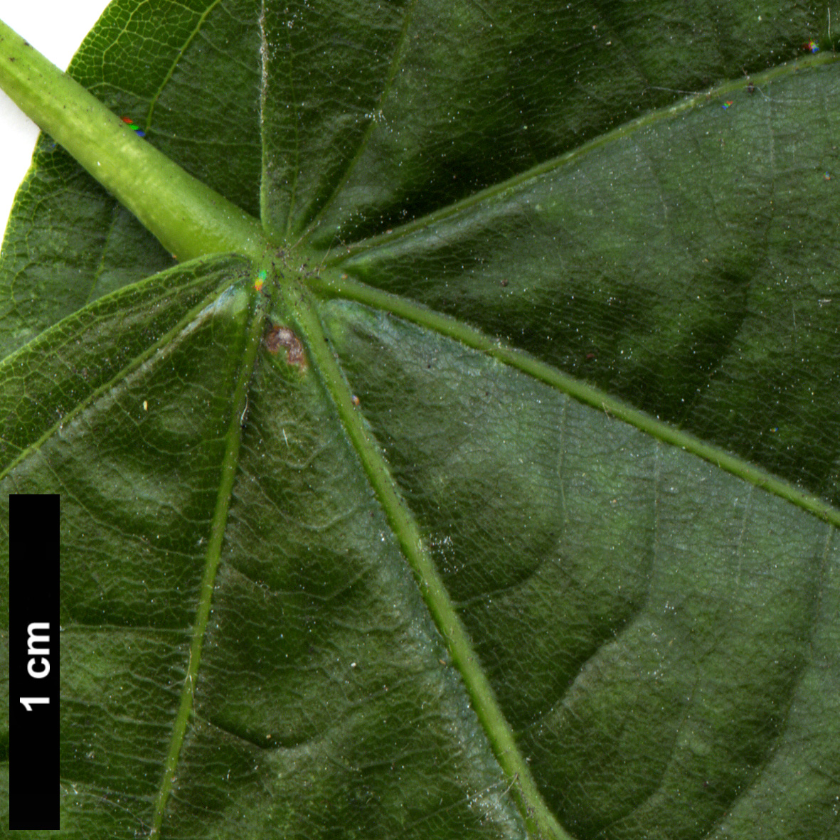 High resolution image: Family: Malvaceae - Genus: Tilia - Taxon: americana