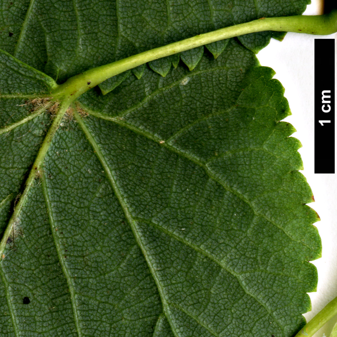 High resolution image: Family: Malvaceae - Genus: Tilia - Taxon: cordata - SpeciesSub: 'Rancho'