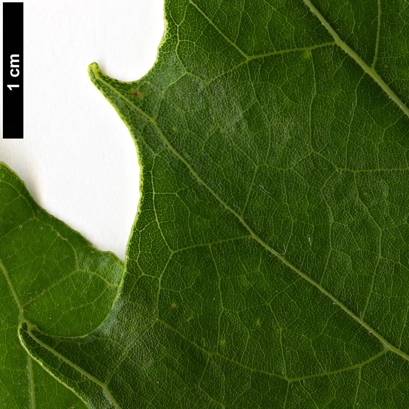 High resolution image: Family: Malvaceae - Genus: Tilia - Taxon: endochrysea