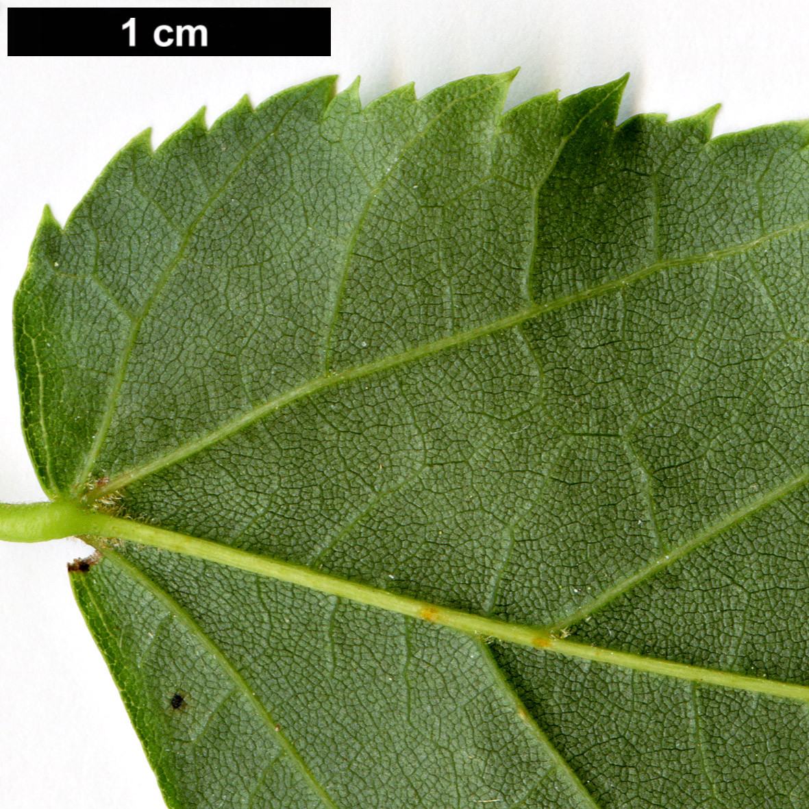 High resolution image: Family: Malvaceae - Genus: Tilia - Taxon: kiusiana