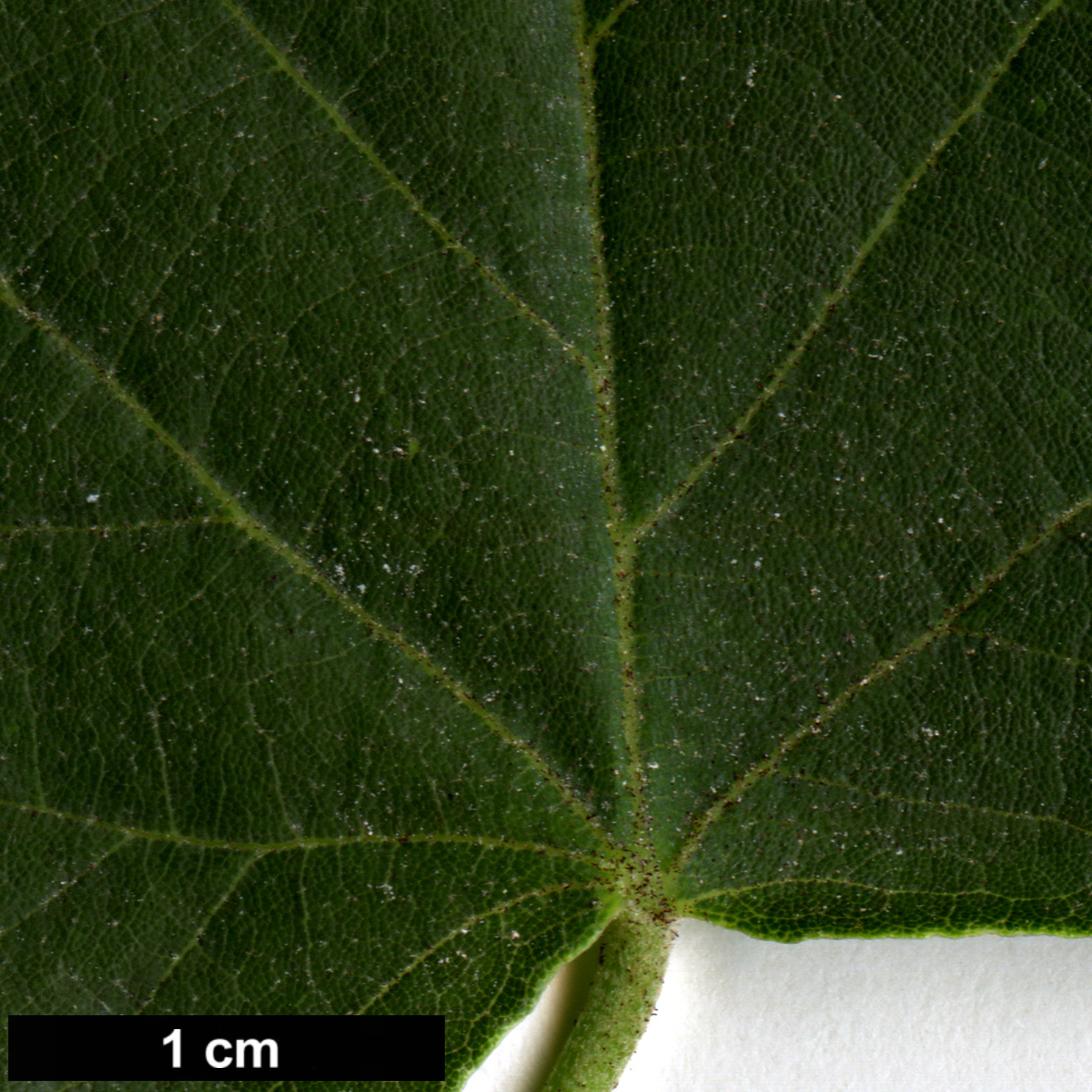 High resolution image: Family: Malvaceae - Genus: Tilia - Taxon: miqueliana