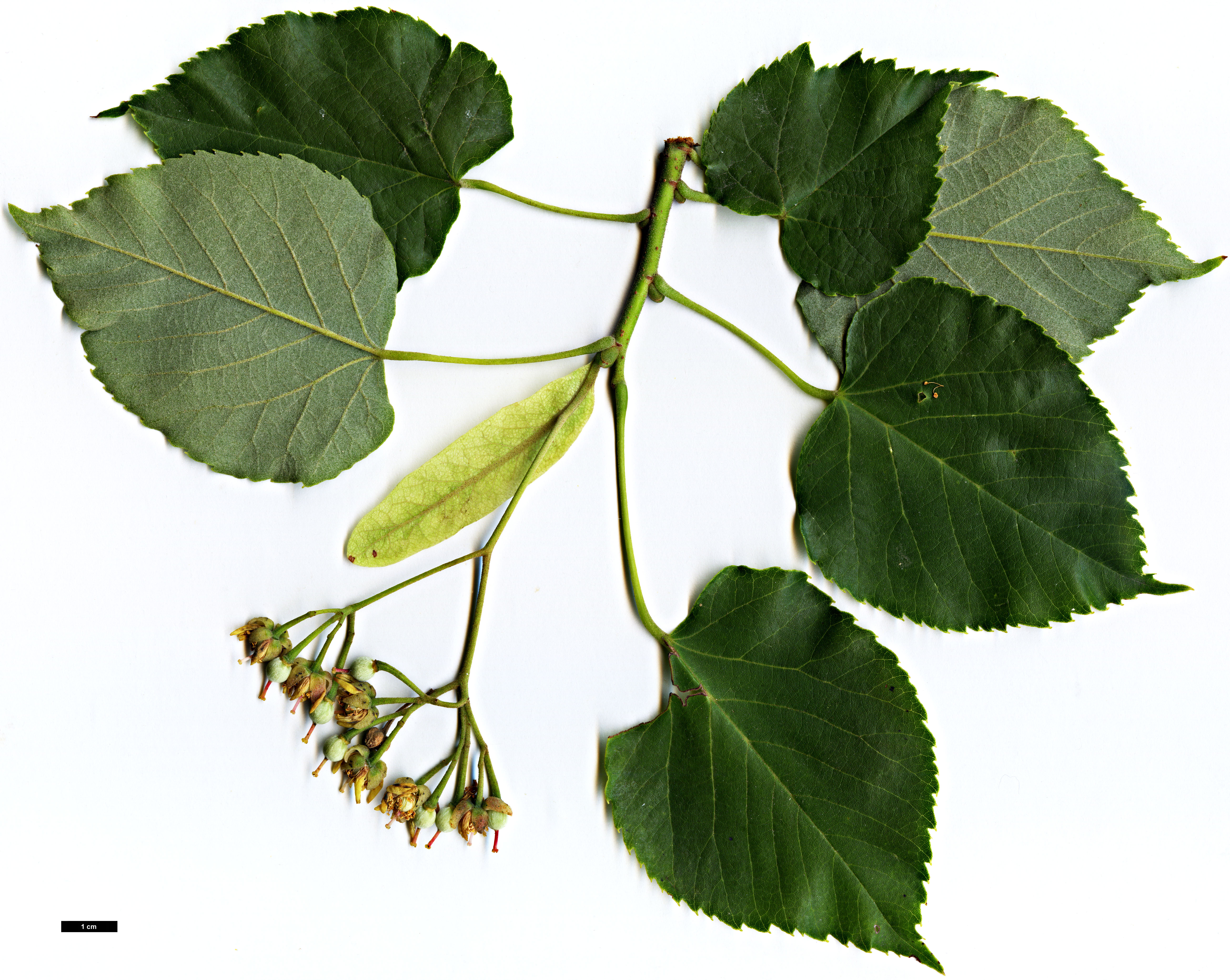 High resolution image: Family: Malvaceae - Genus: Tilia - Taxon: miqueliana