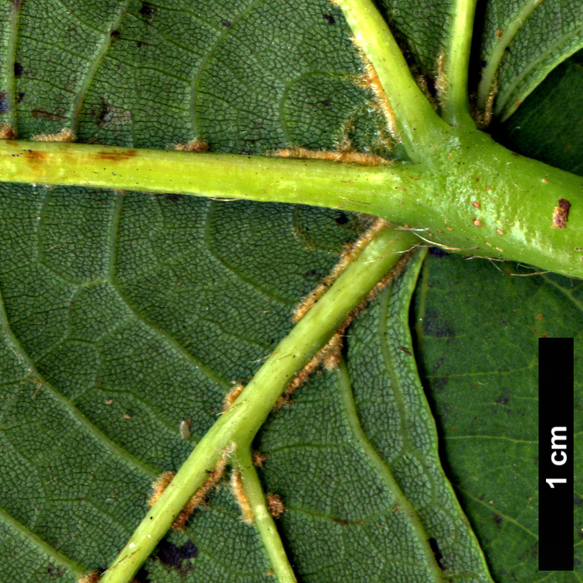 High resolution image: Family: Malvaceae - Genus: Tilia - Taxon: nobilis