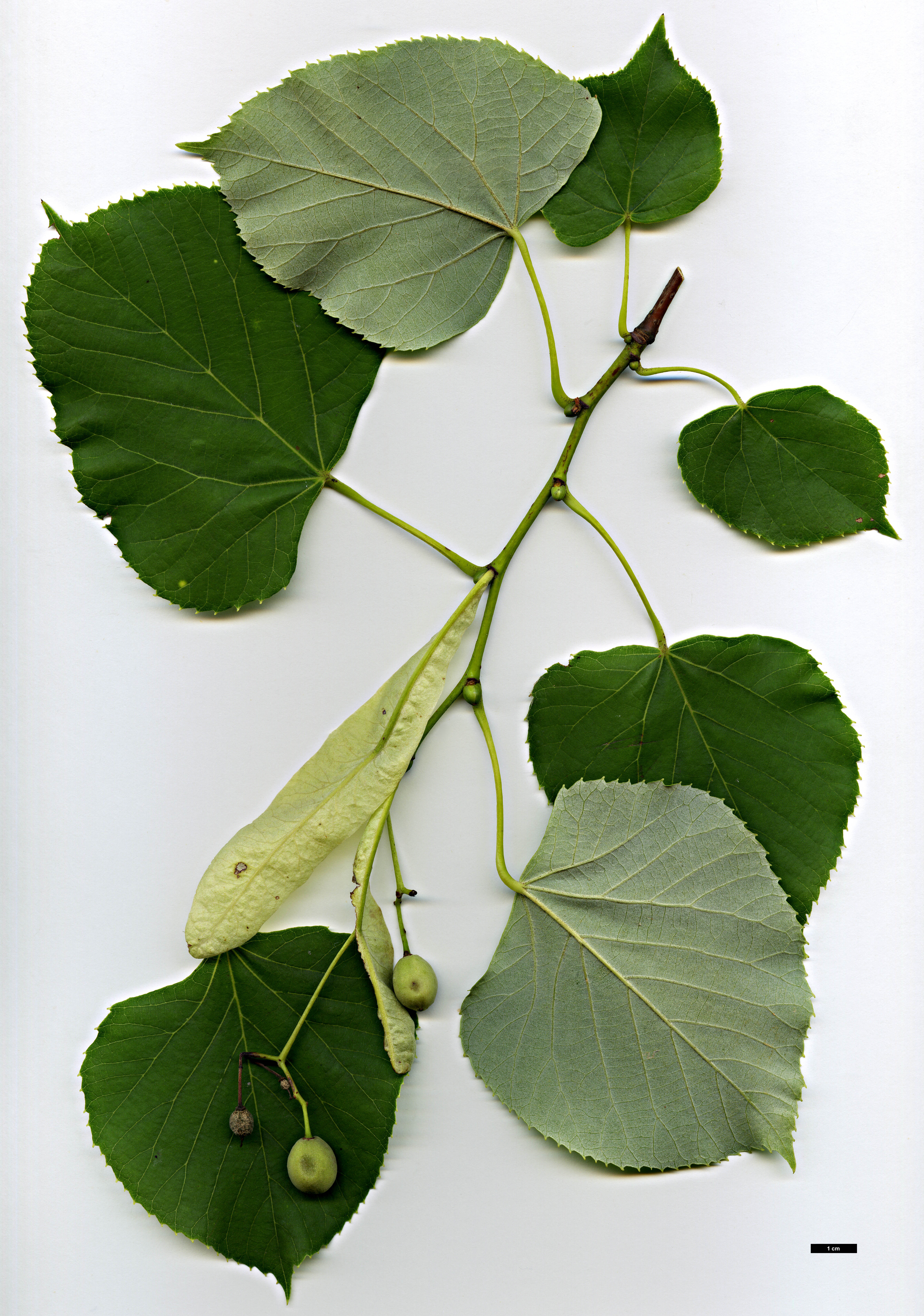 High resolution image: Family: Malvaceae - Genus: Tilia - Taxon: oliveri