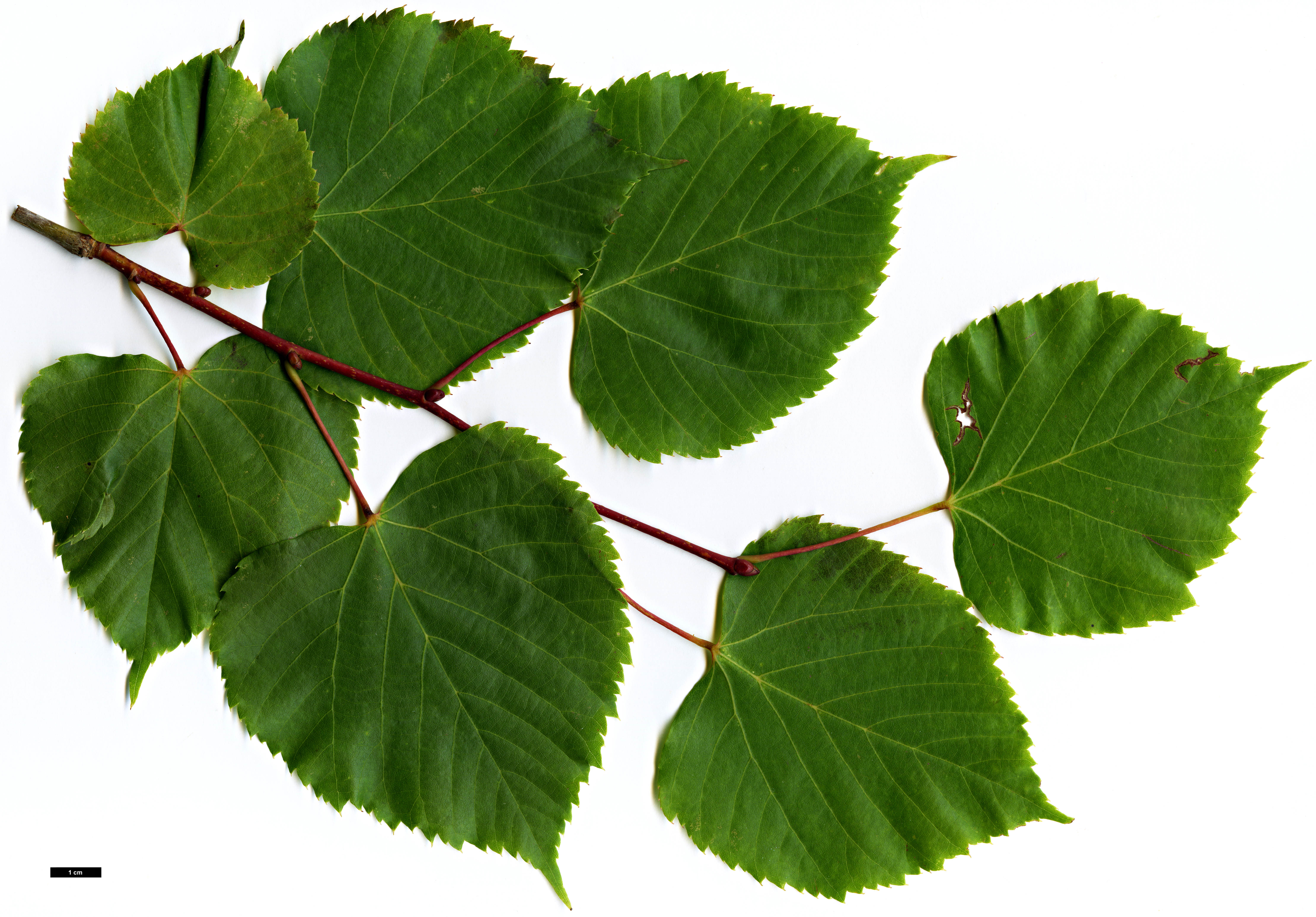 High resolution image: Family: Malvaceae - Genus: Tilia - Taxon: paucicostata