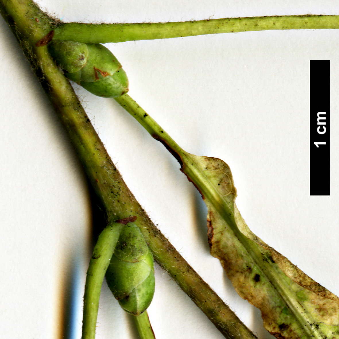High resolution image: Family: Malvaceae - Genus: Tilia - Taxon: platyphyllos - SpeciesSub: 'Laciniata'