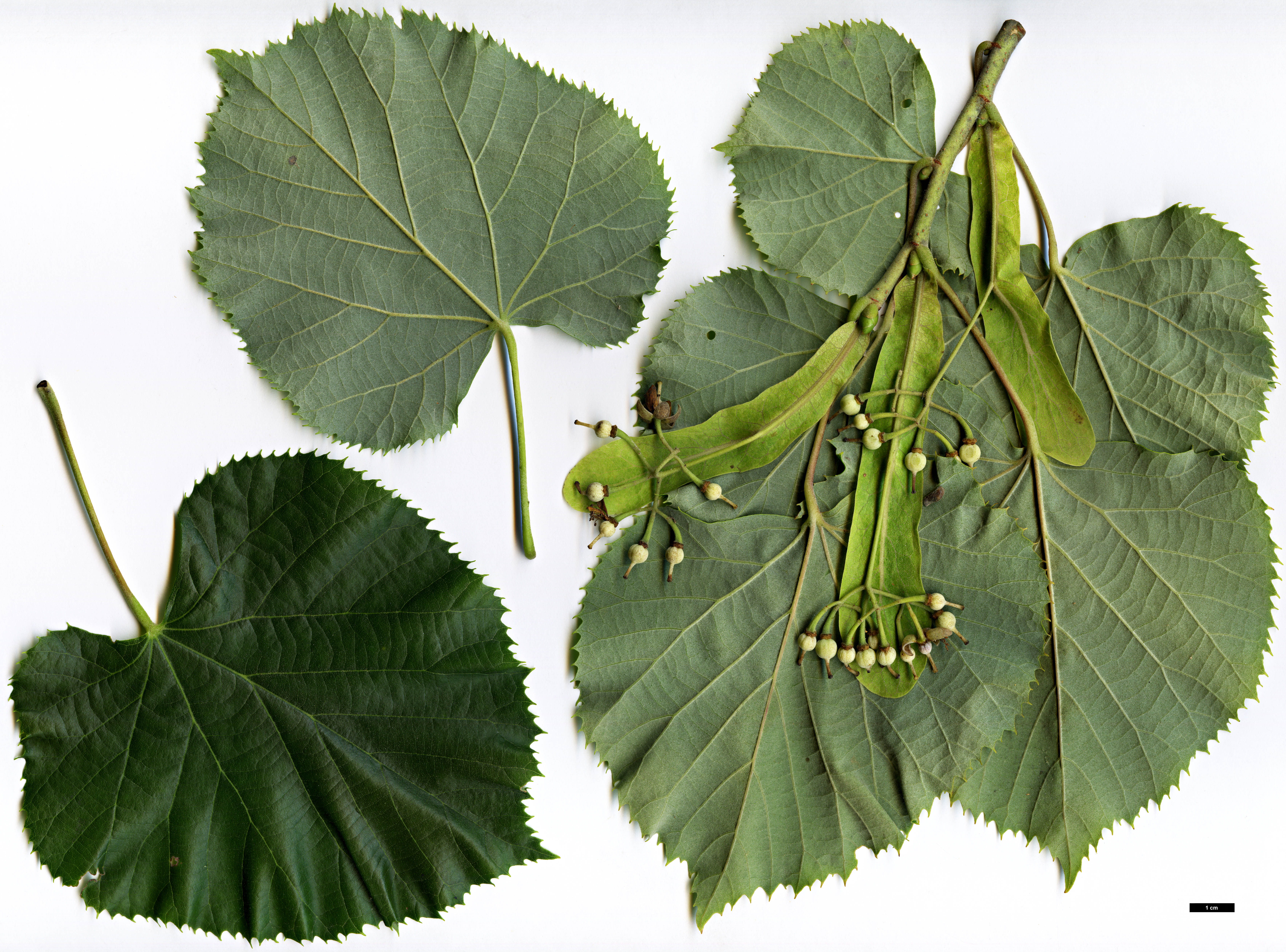 High resolution image: Family: Malvaceae - Genus: Tilia - Taxon: tomentosa - SpeciesSub: 'Orbicularis'