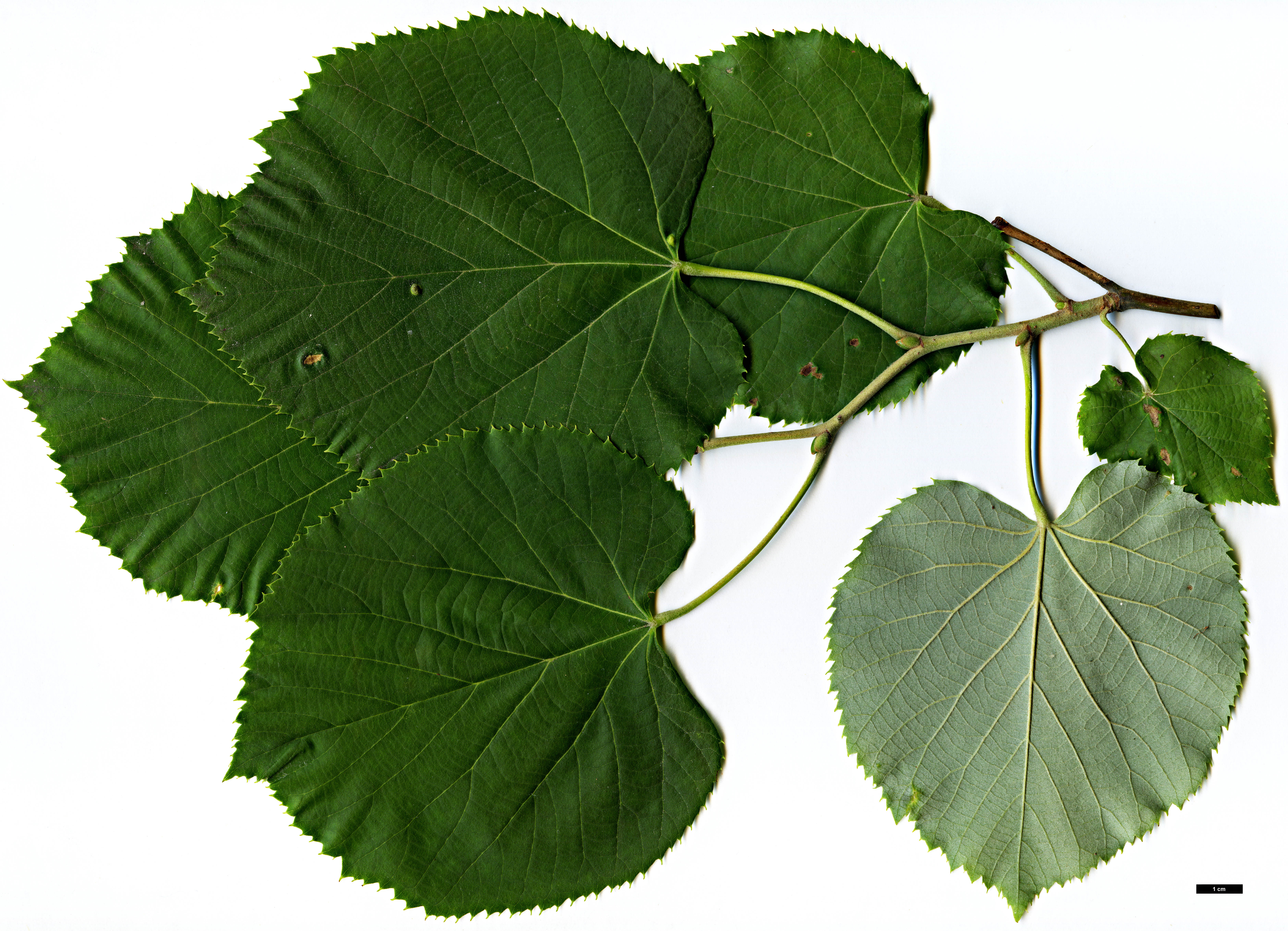 High resolution image: Family: Malvaceae - Genus: Tilia - Taxon: tomentosa