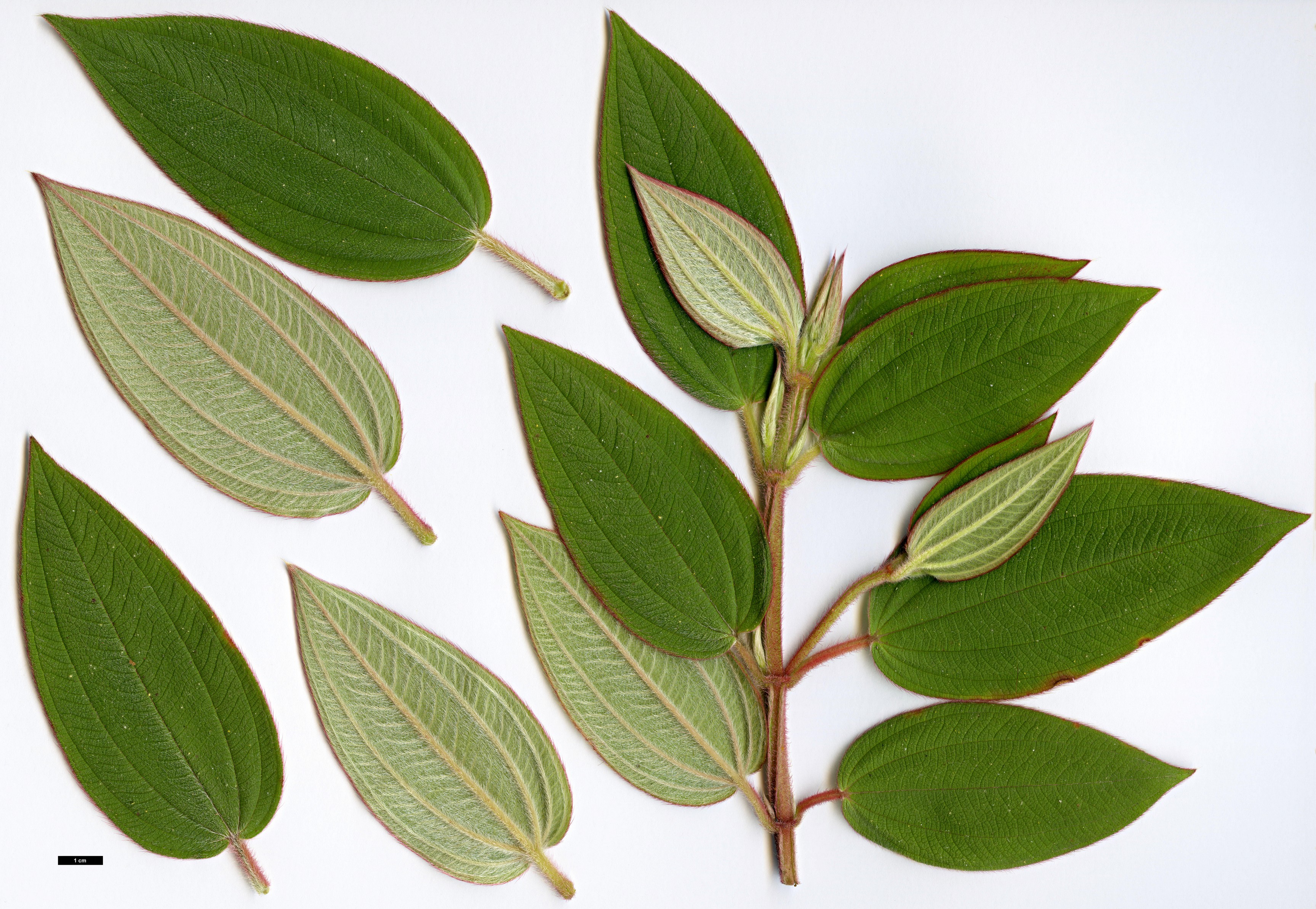 High resolution image: Family: Melastomataceae - Genus: Tibouchina - Taxon: urvilleana High resolution image: Family: Melastomataceae - Genus: Tibouchina - Taxon: urvilleana
