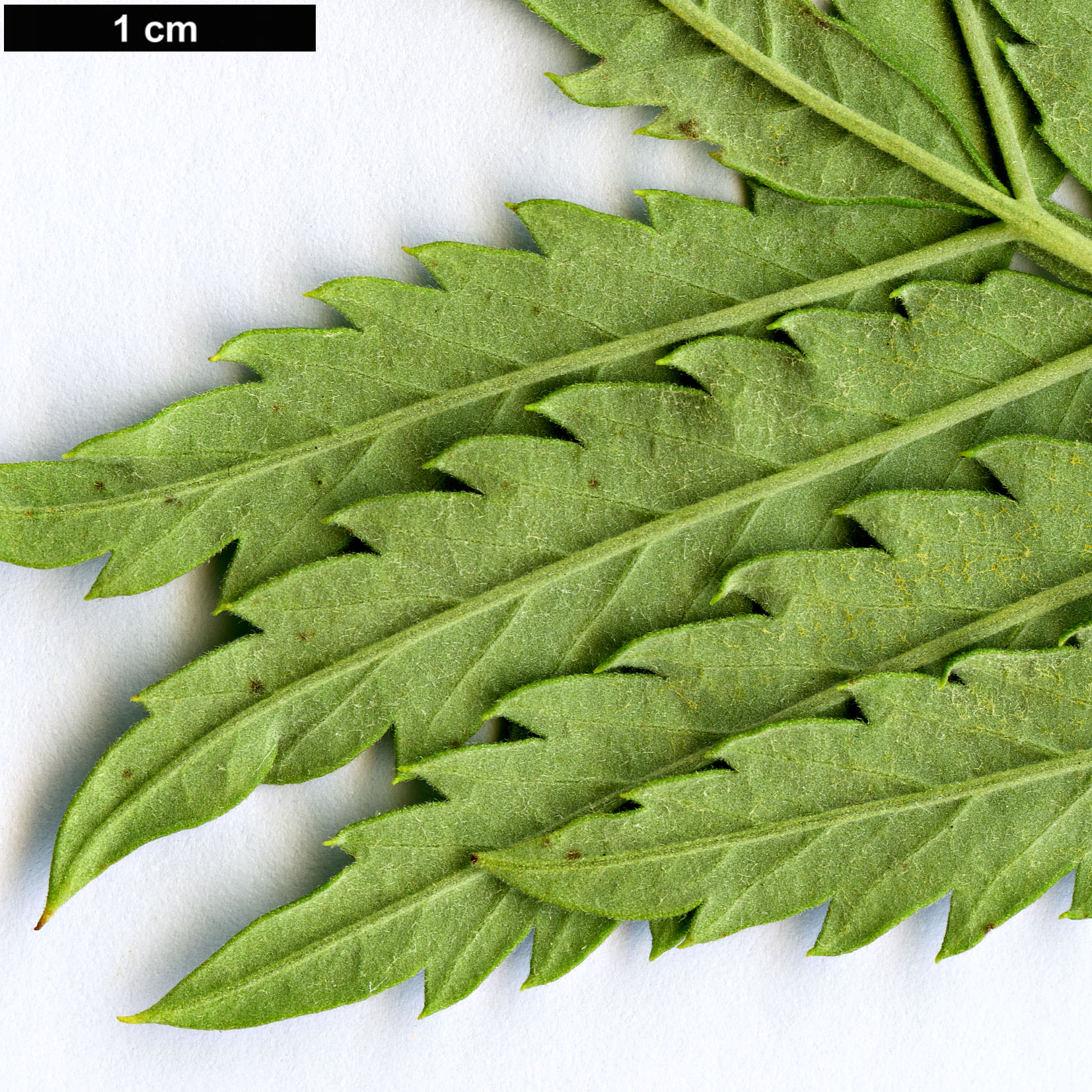 High resolution image: Family: Melianthaceae - Genus: Melianthus - Taxon: elongatus