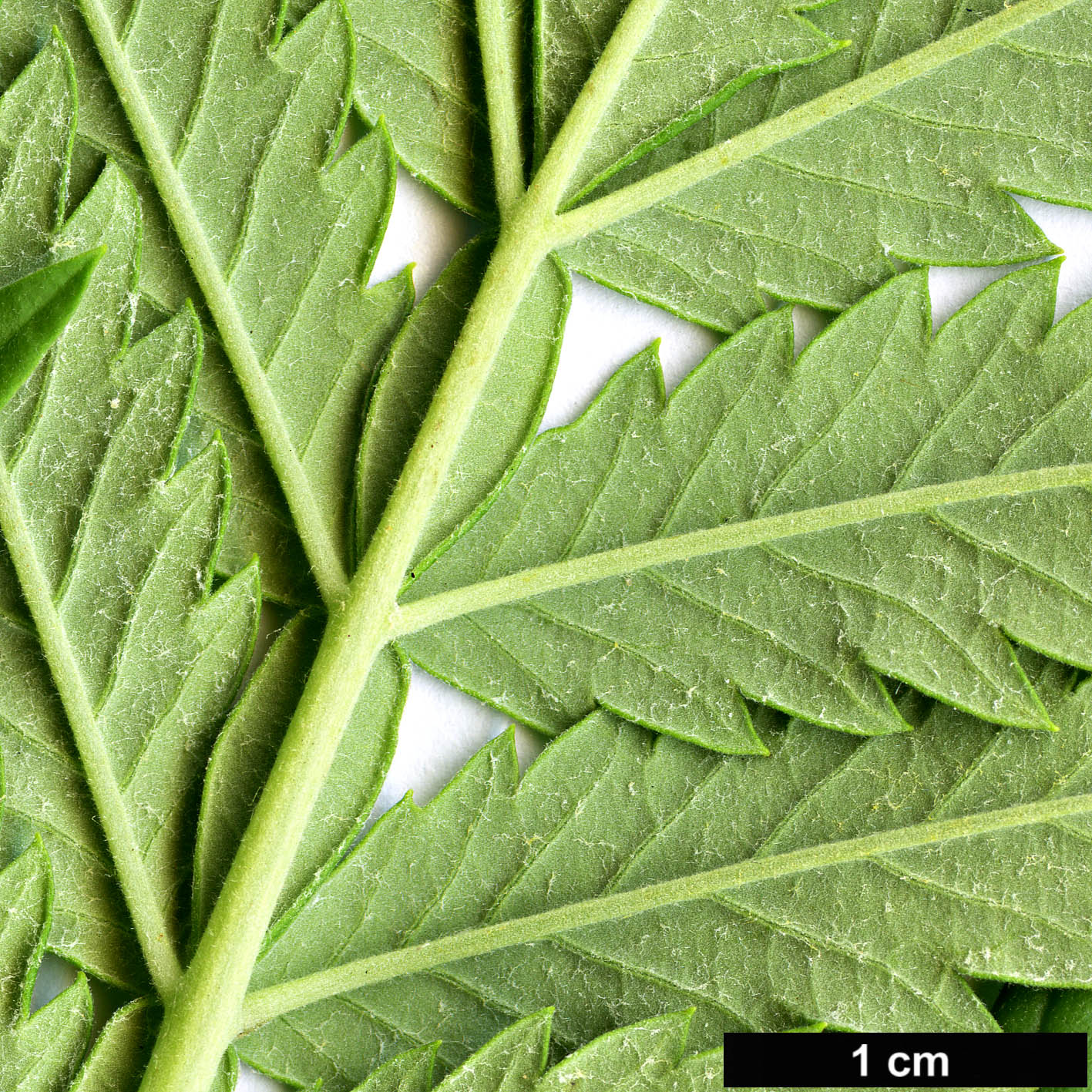 High resolution image: Family: Melianthaceae - Genus: Melianthus - Taxon: elongatus