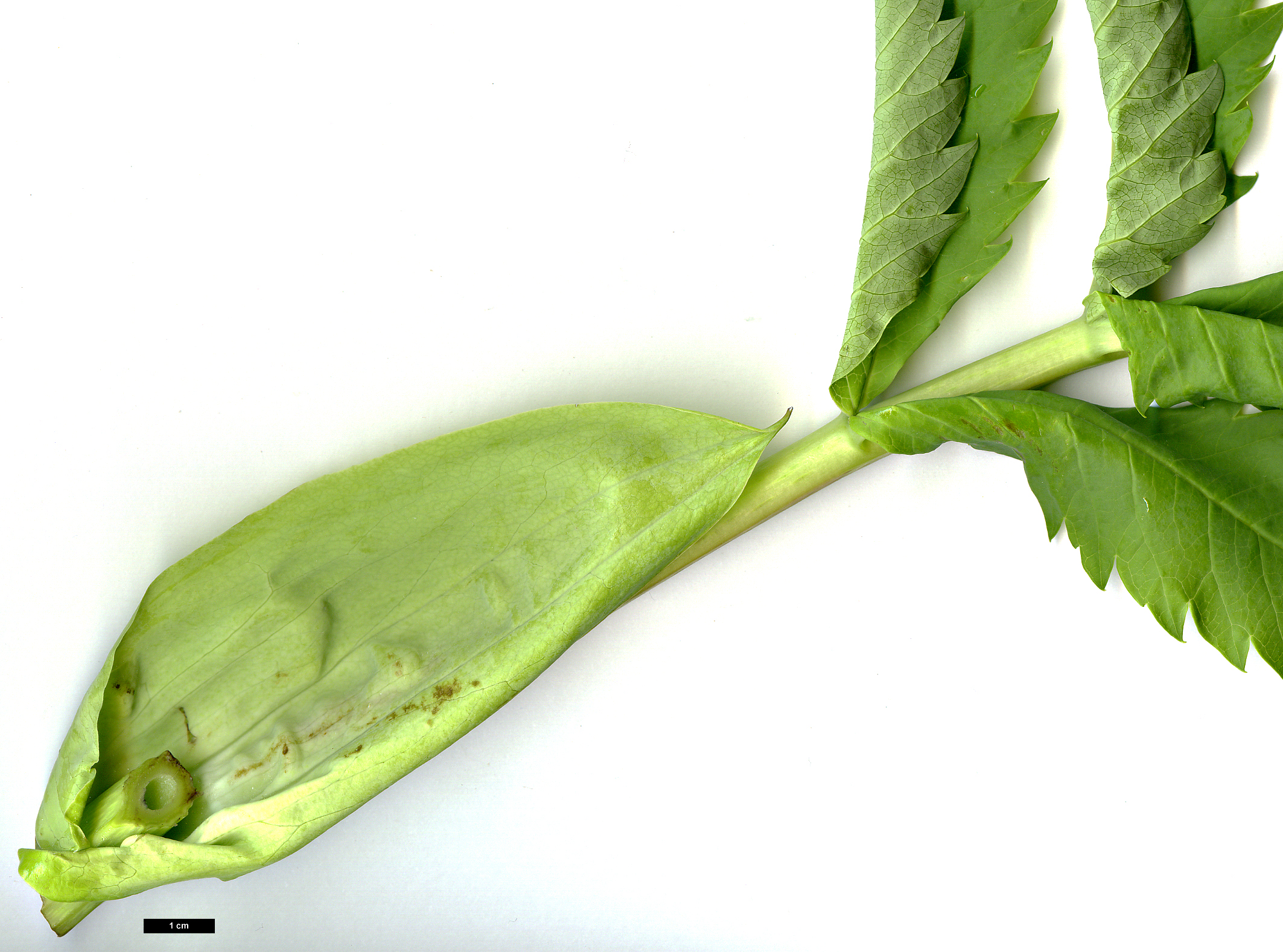 High resolution image: Family: Melianthaceae - Genus: Melianthus - Taxon: major