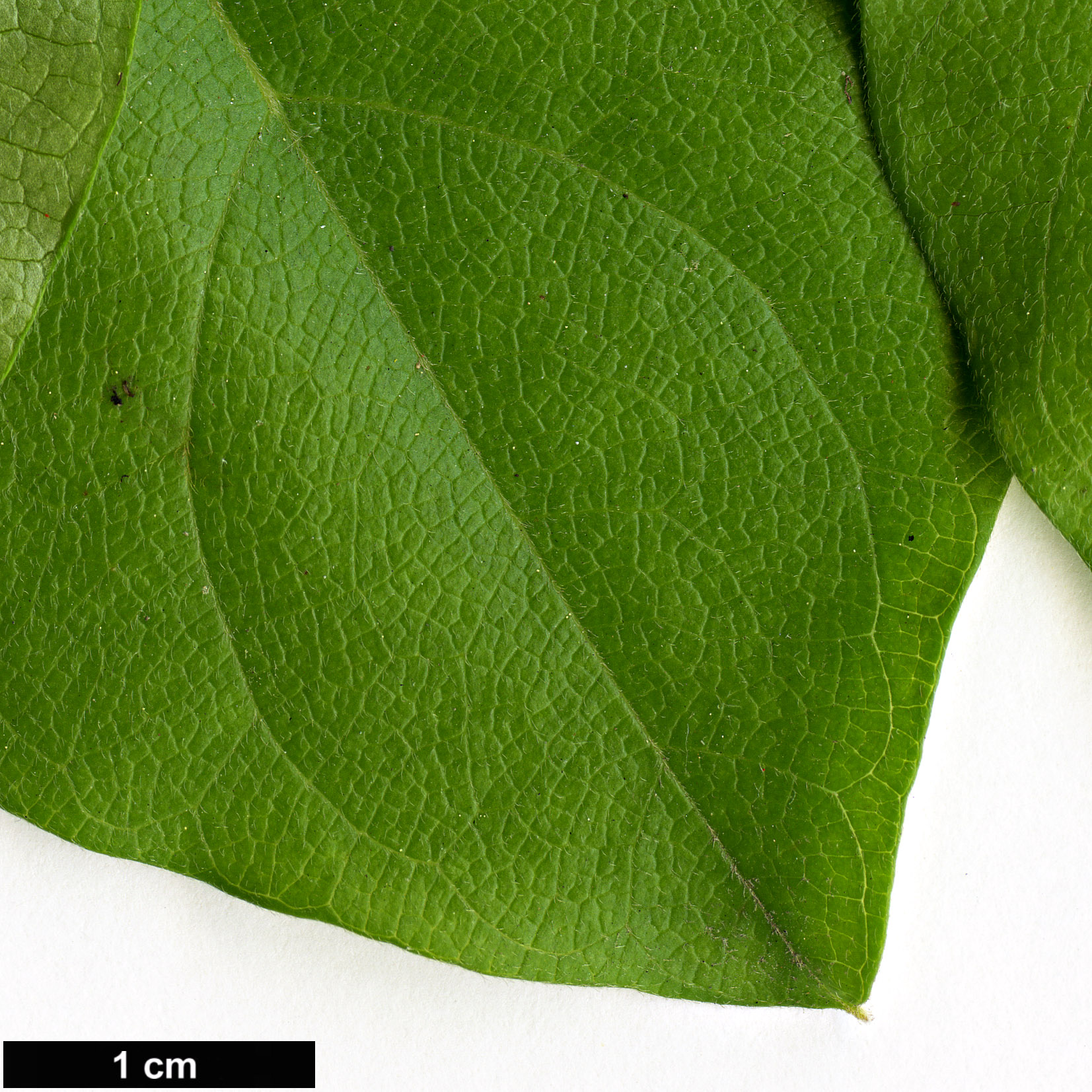 High resolution image: Family: Menispermaceae - Genus: Cocculus - Taxon: orbiculatus