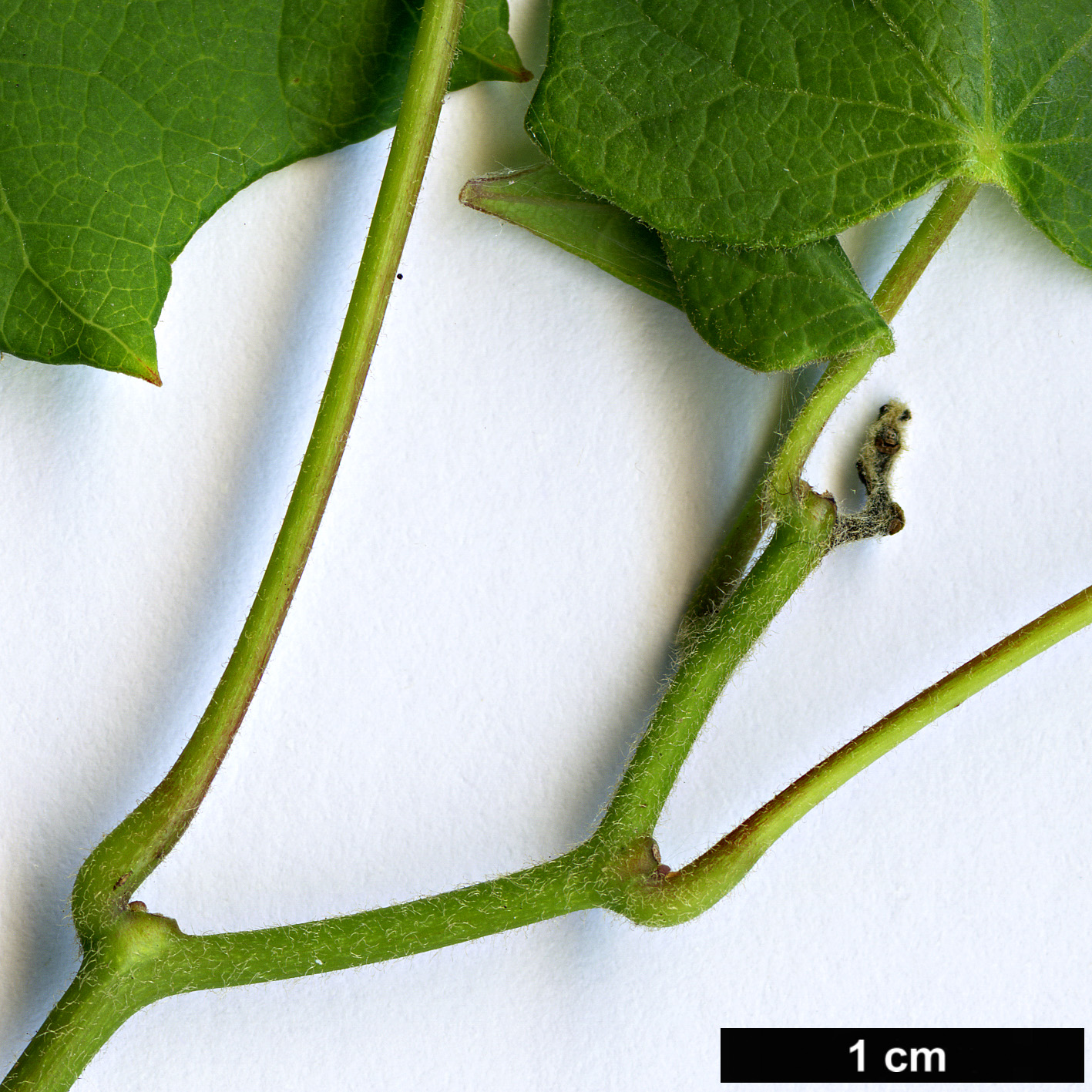 High resolution image: Family: Menispermaceae - Genus: Menispermum - Taxon: dauricum