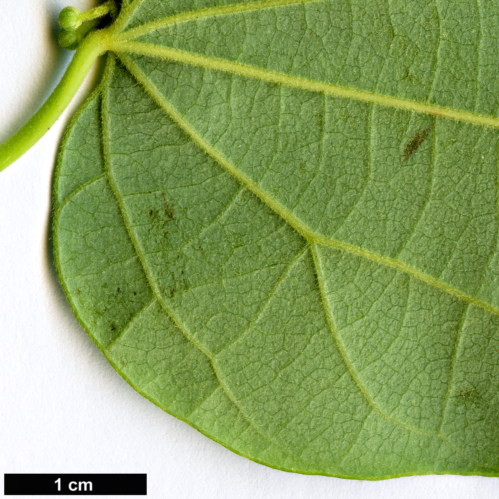 High resolution image: Family: Menispermaceae - Genus: Sinomenium - Taxon: acutum