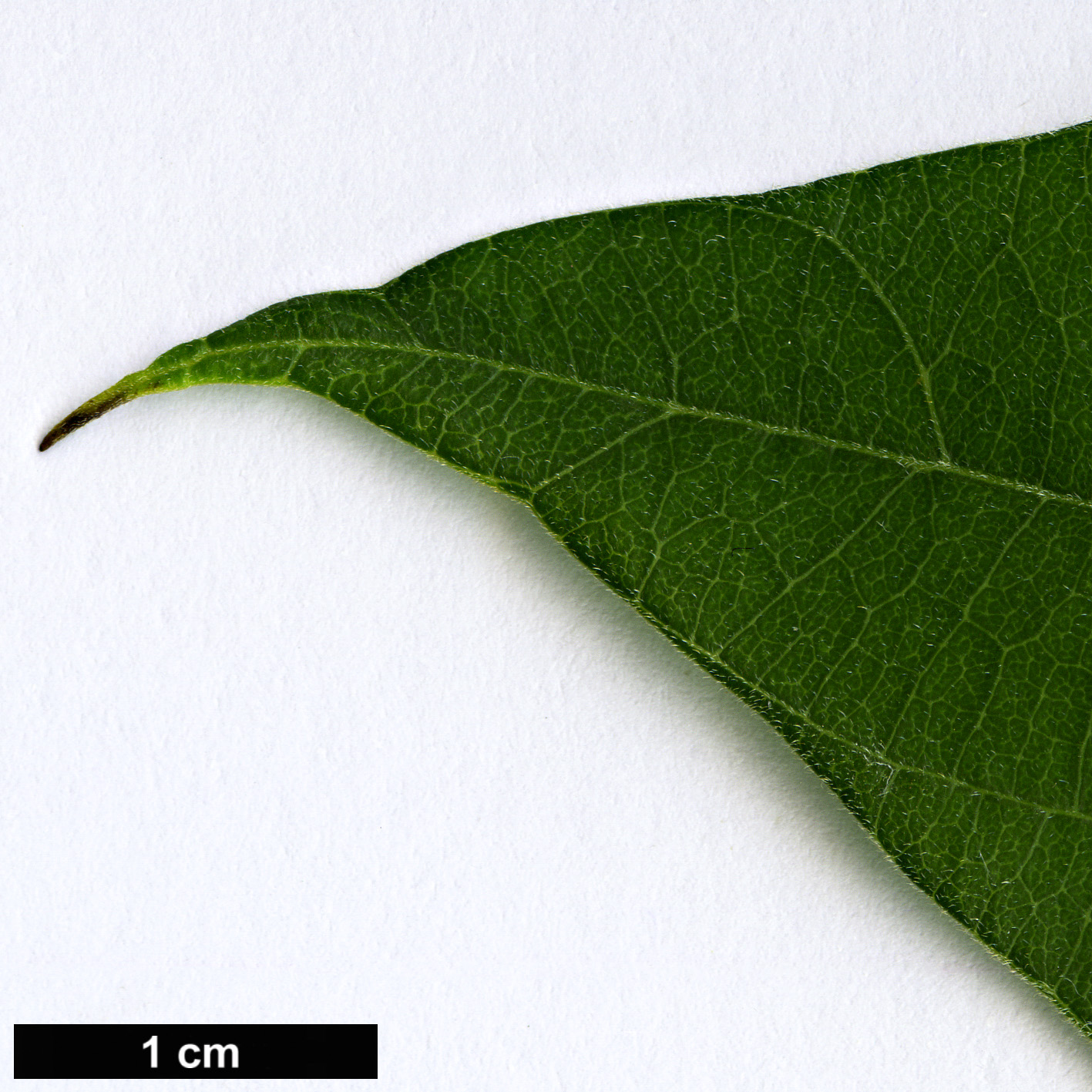 High resolution image: Family: Menispermaceae - Genus: Sinomenium - Taxon: acutum