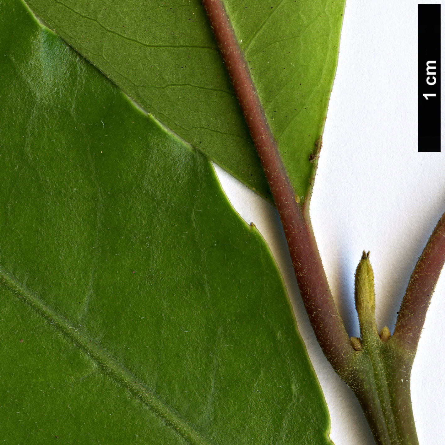 High resolution image: Family: Monimiaceae - Genus: Hedycarya - Taxon: arborea