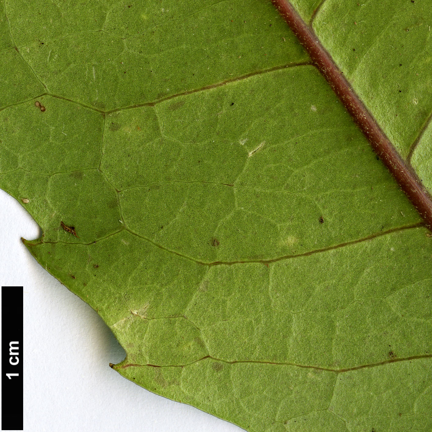 High resolution image: Family: Monimiaceae - Genus: Hedycarya - Taxon: arborea