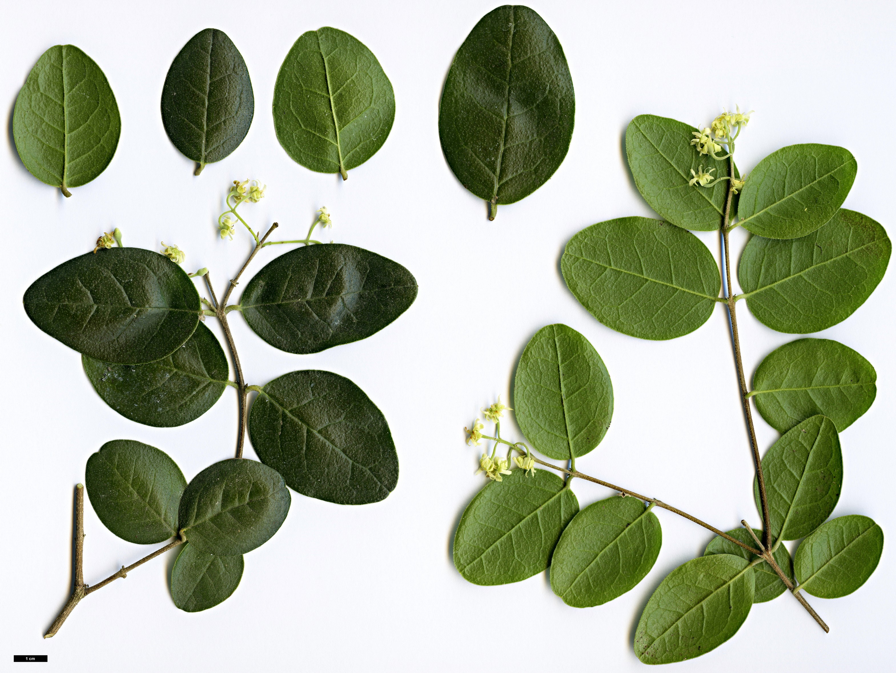 High resolution image: Family: Monimiaceae - Genus: Peumus - Taxon: boldus