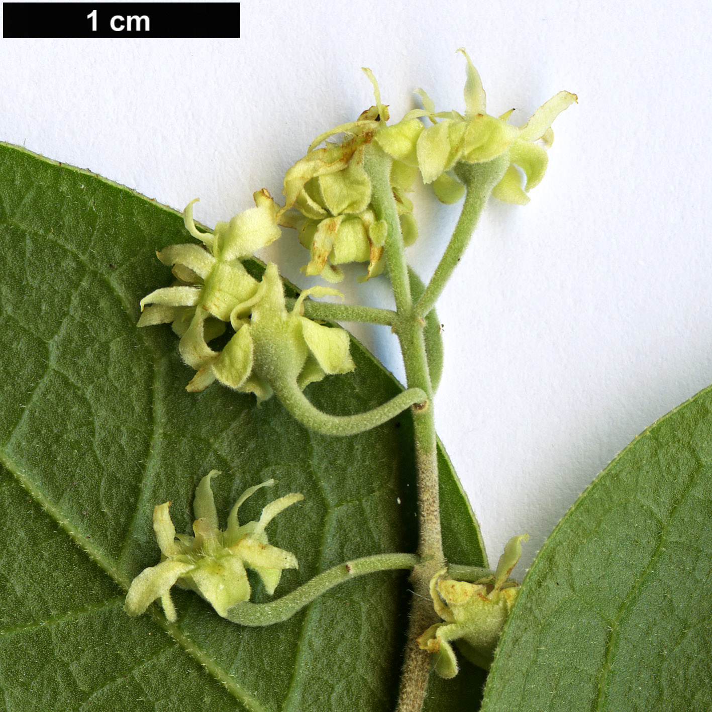 High resolution image: Family: Monimiaceae - Genus: Peumus - Taxon: boldus