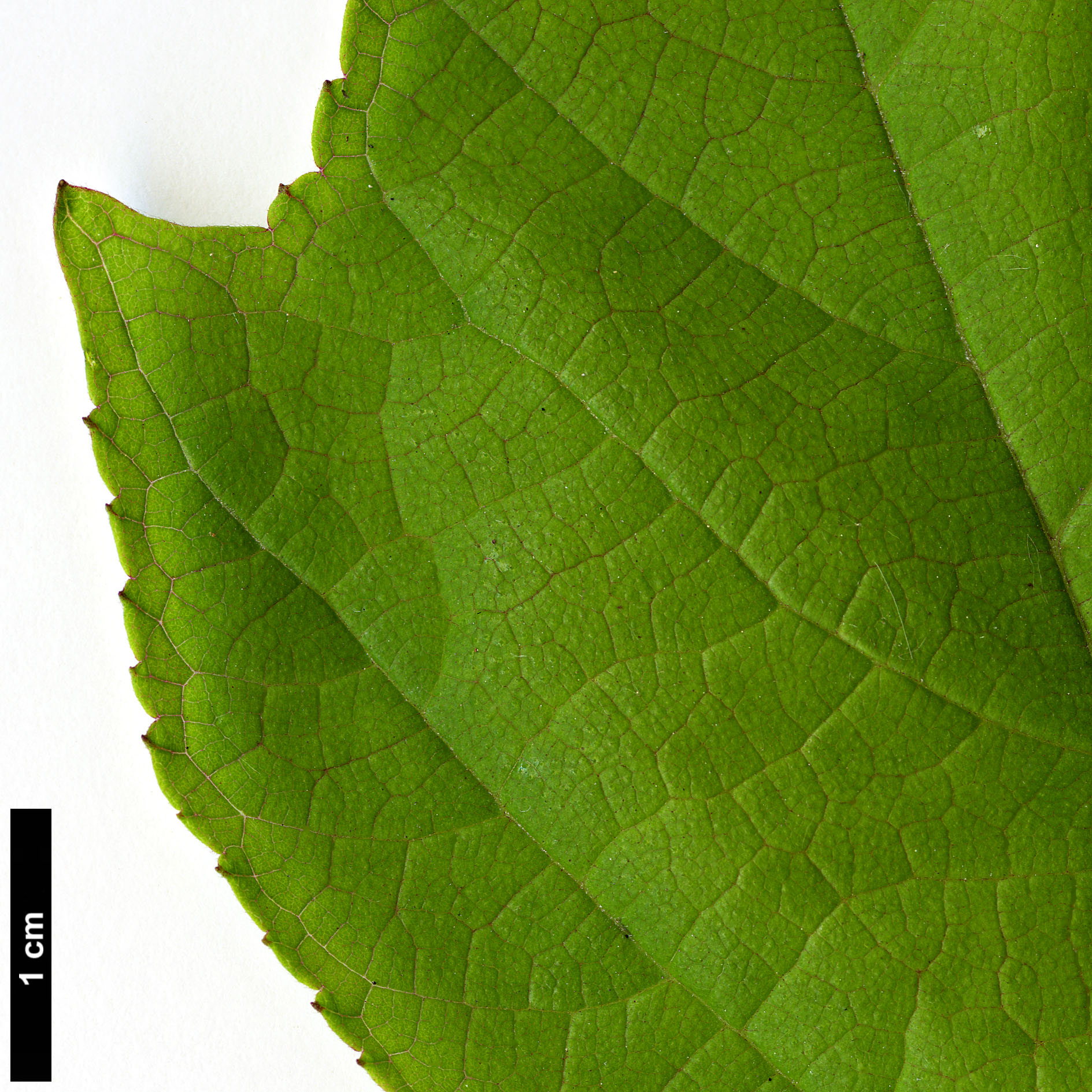 High resolution image: Family: Moraceae - Genus: Broussonetia - Taxon: kazinoki