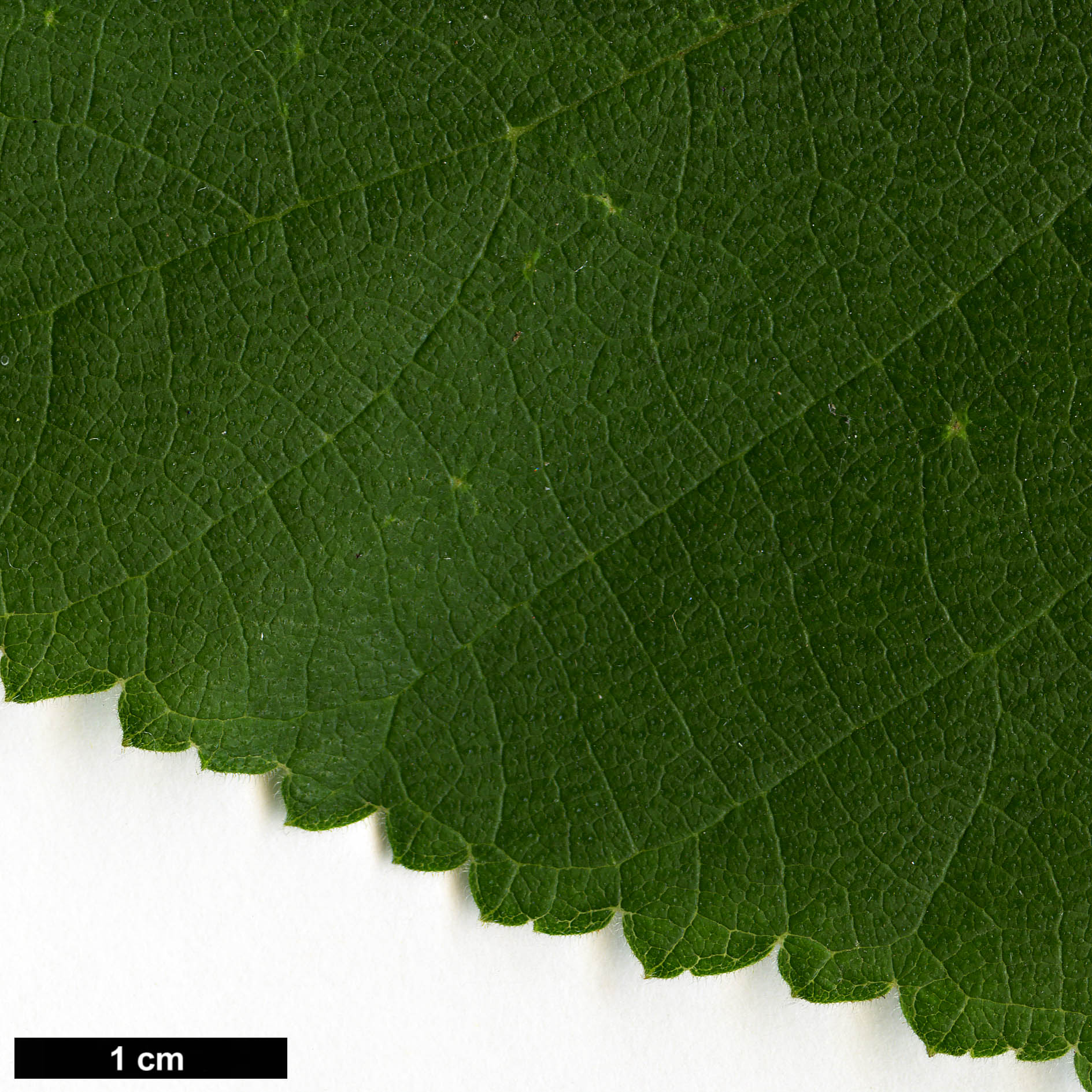 High resolution image: Family: Moraceae - Genus: Broussonetia - Taxon: papyrifera